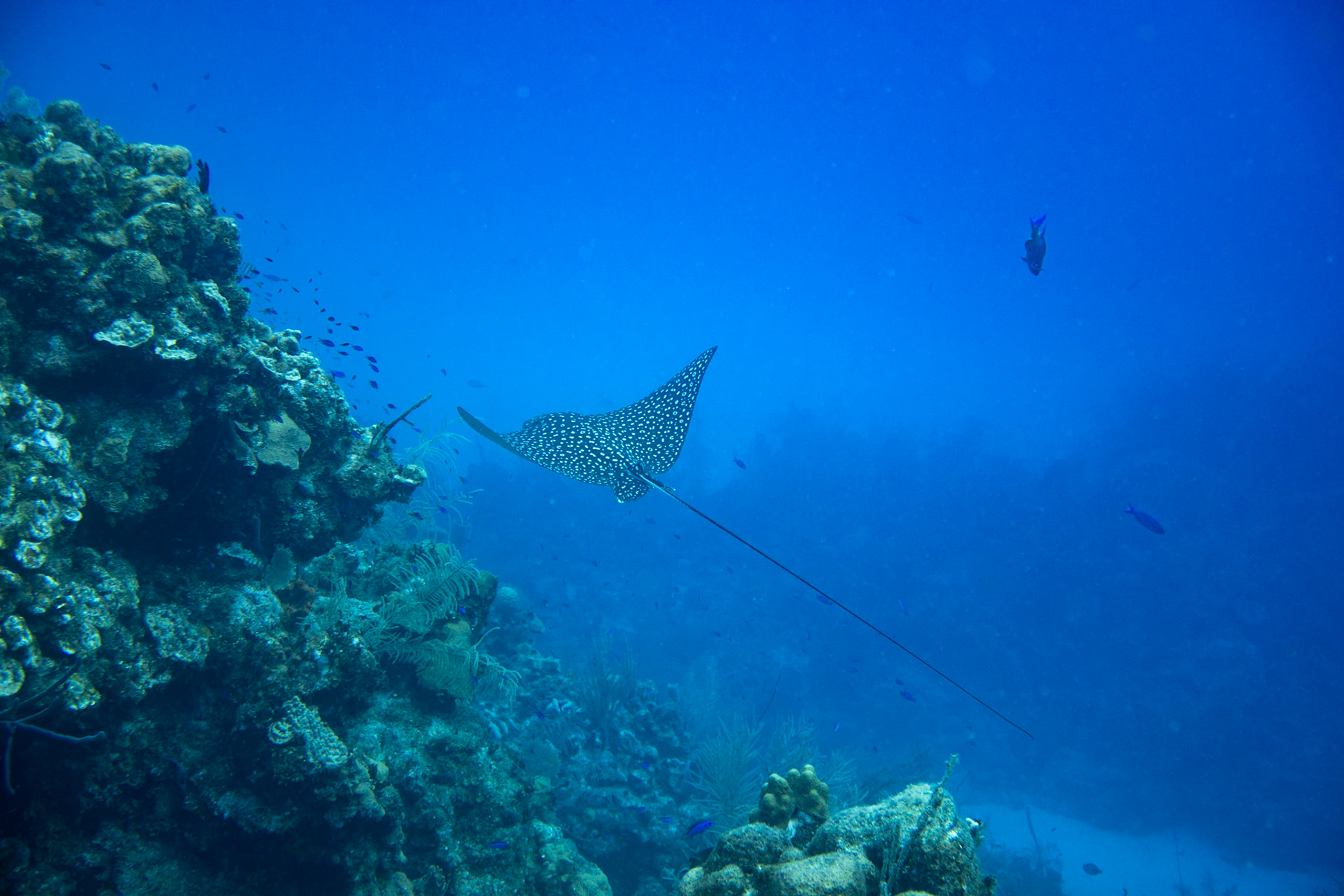 Eagle Ray