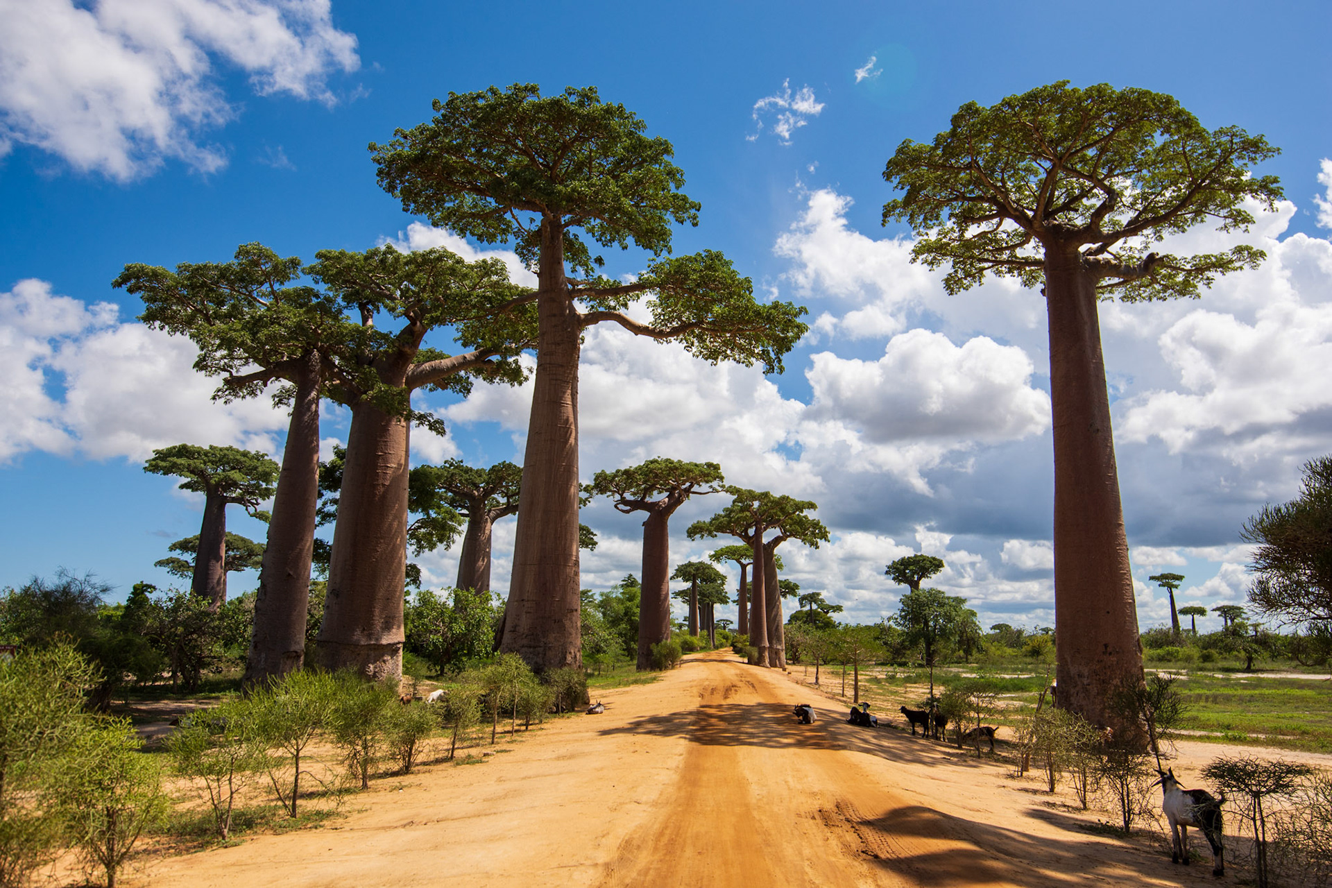 Baobab Alley at midday