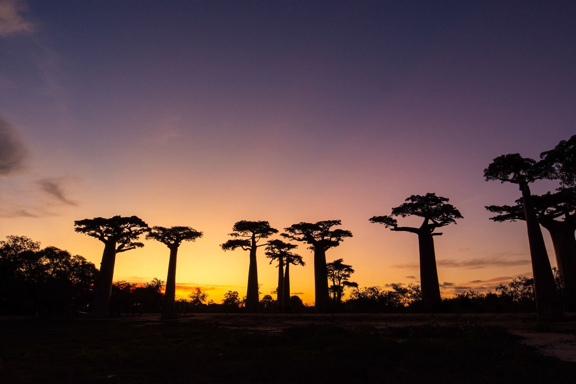 Baobab Alley at sunset