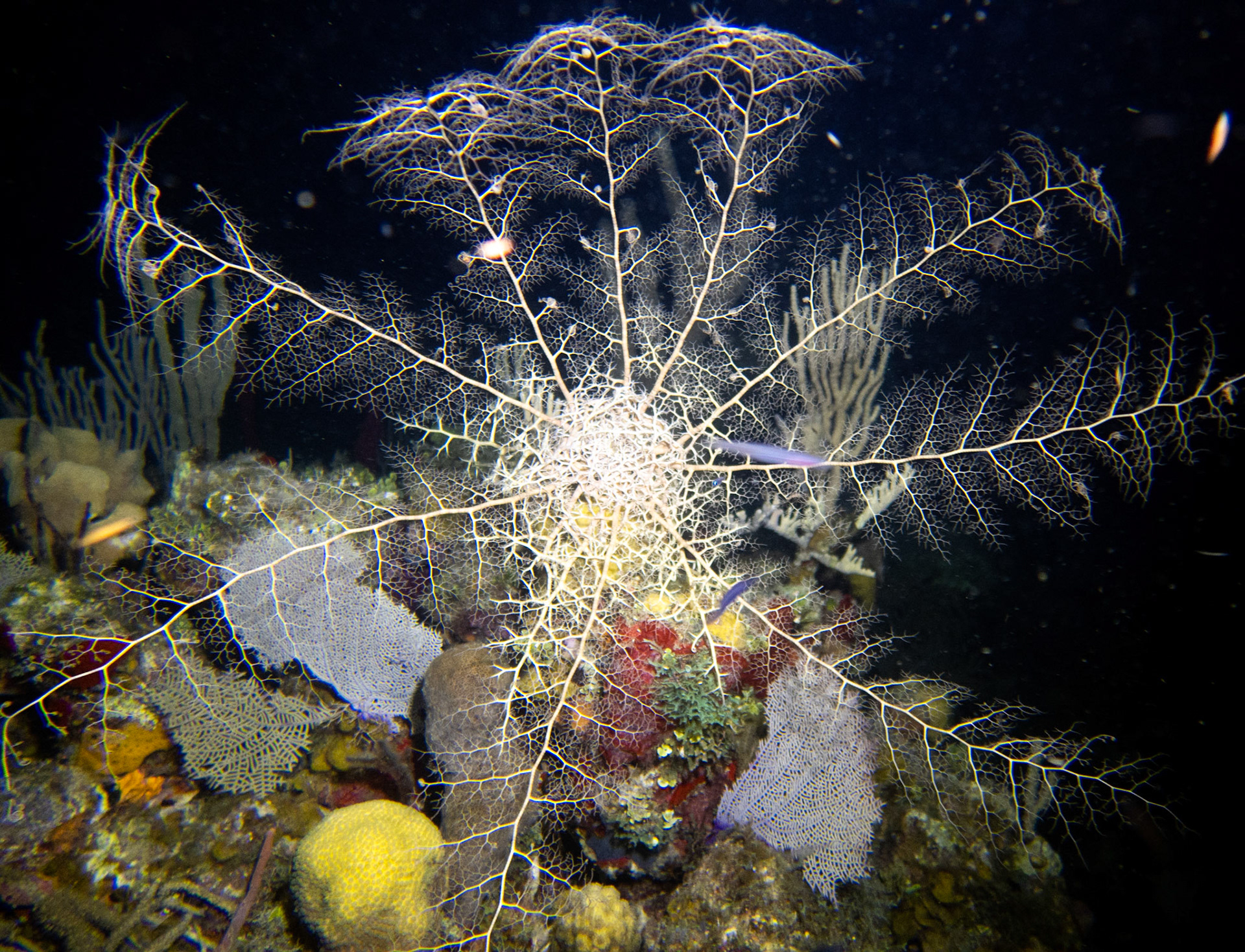 Basket Star