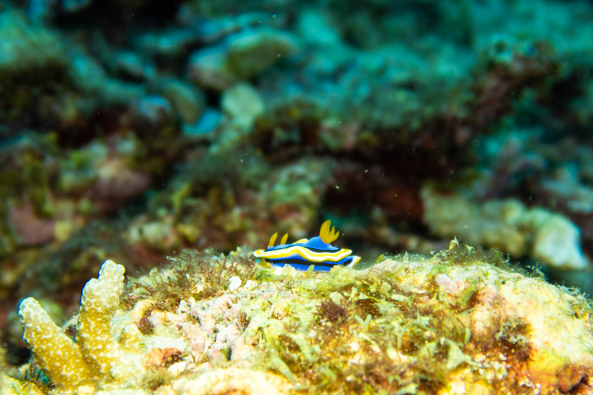 Nudibranch chromodoris annae