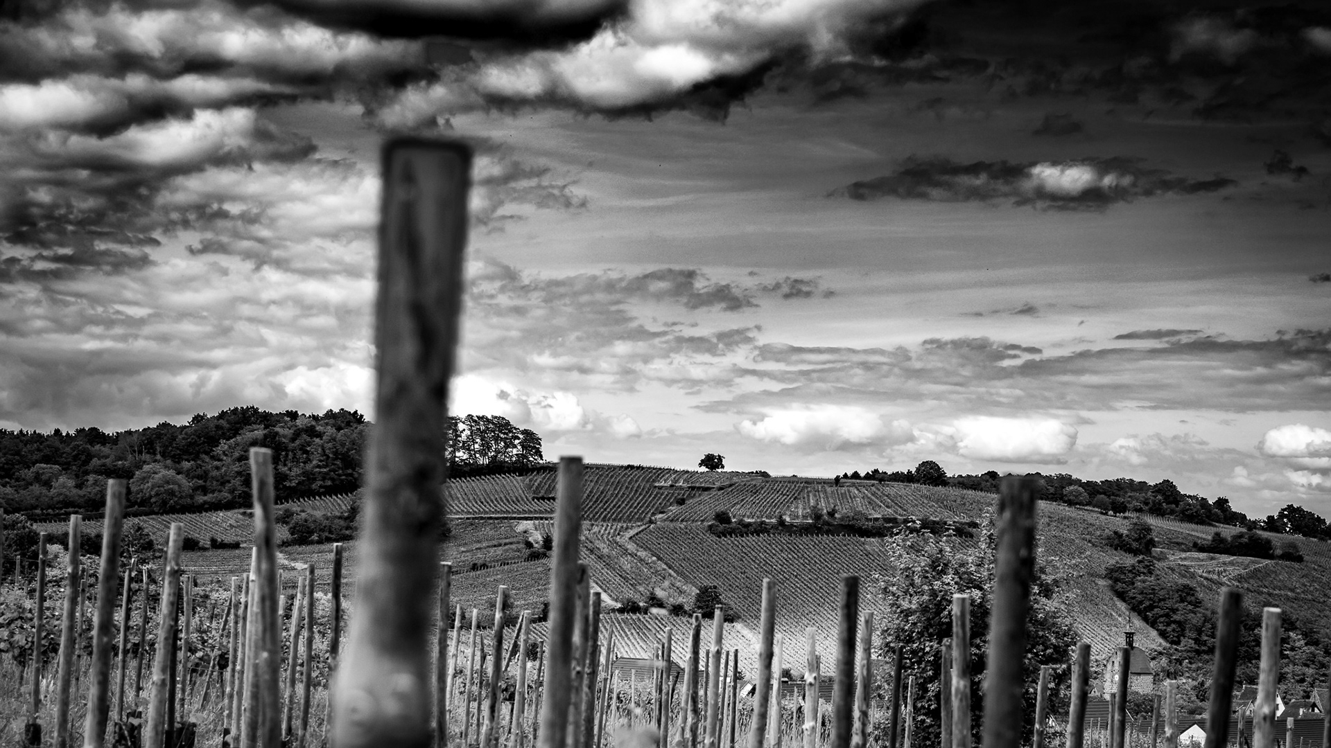 Le vignoble alsacien