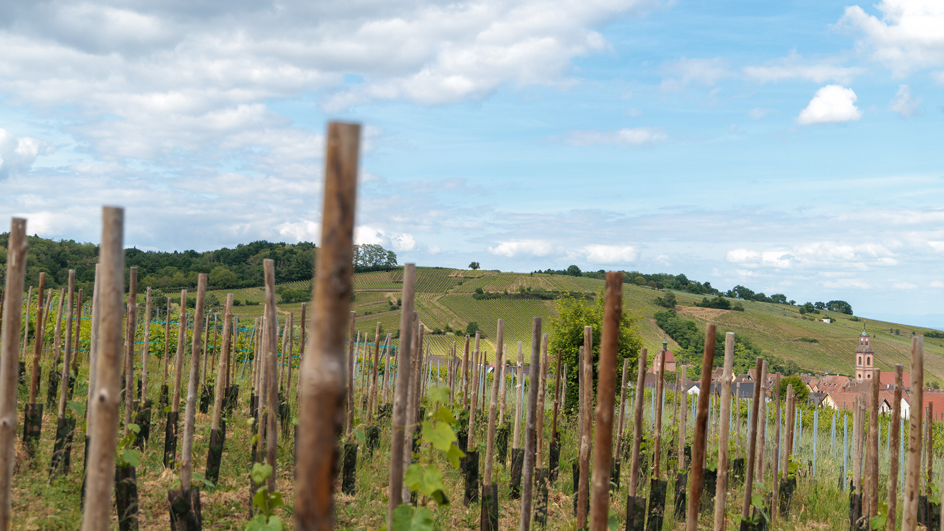 Le vignoble alsacien