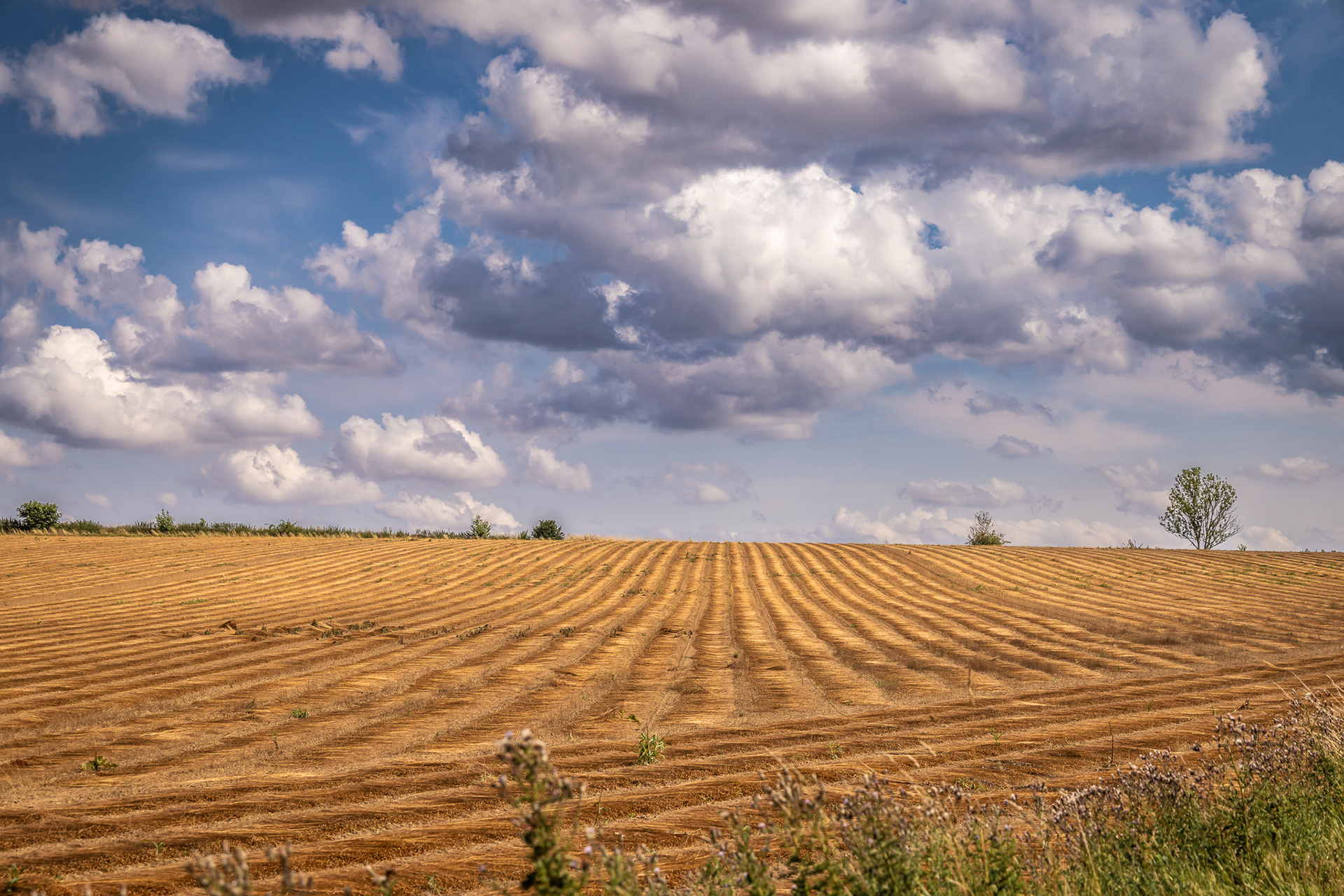Champ de lin - Aines