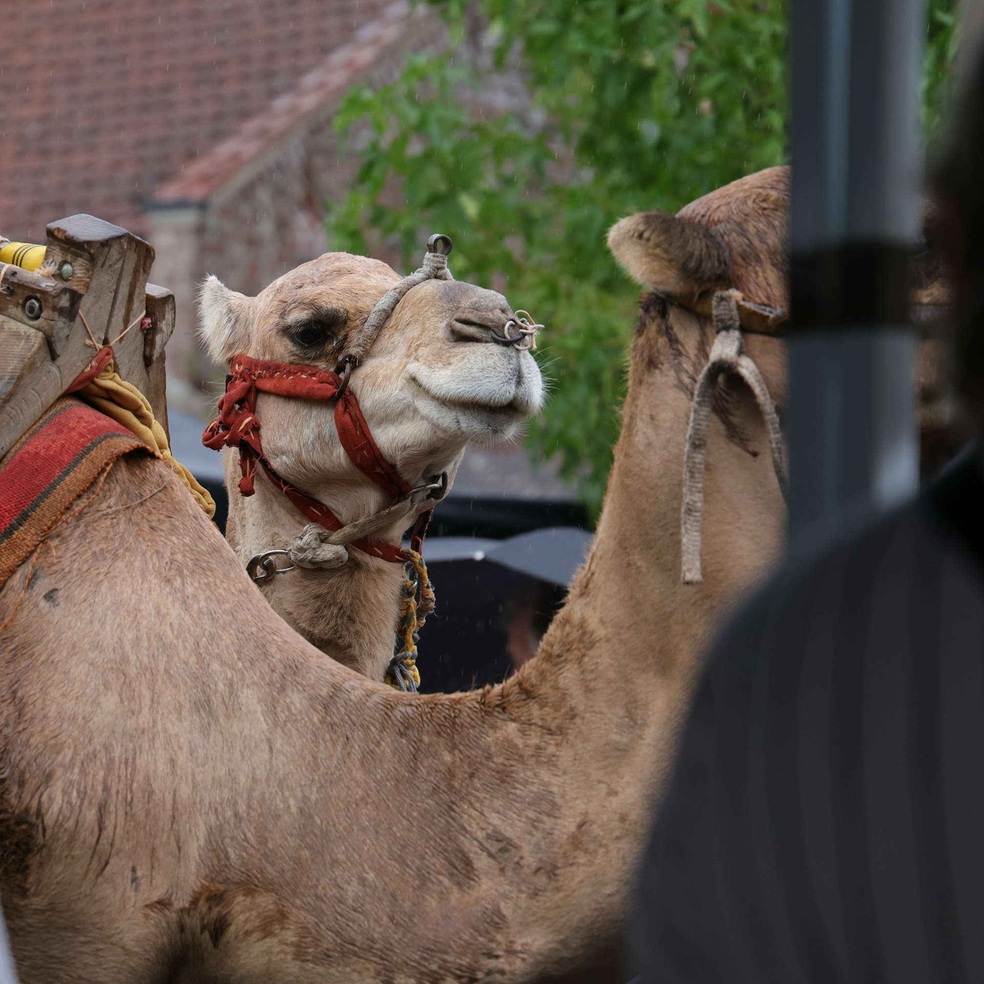 Les médiévales 2024/Amiens