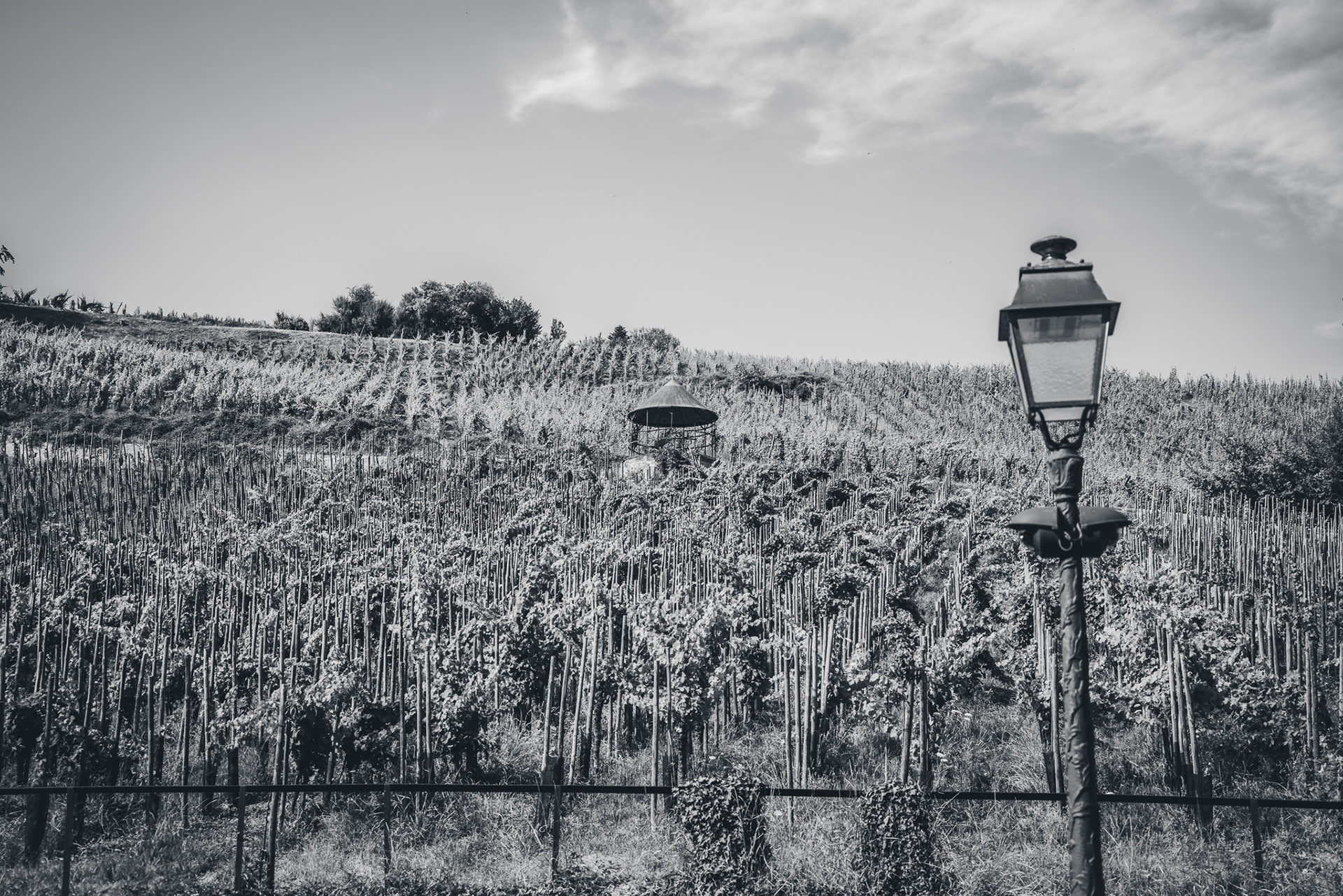 Du Vin et de la lumière 