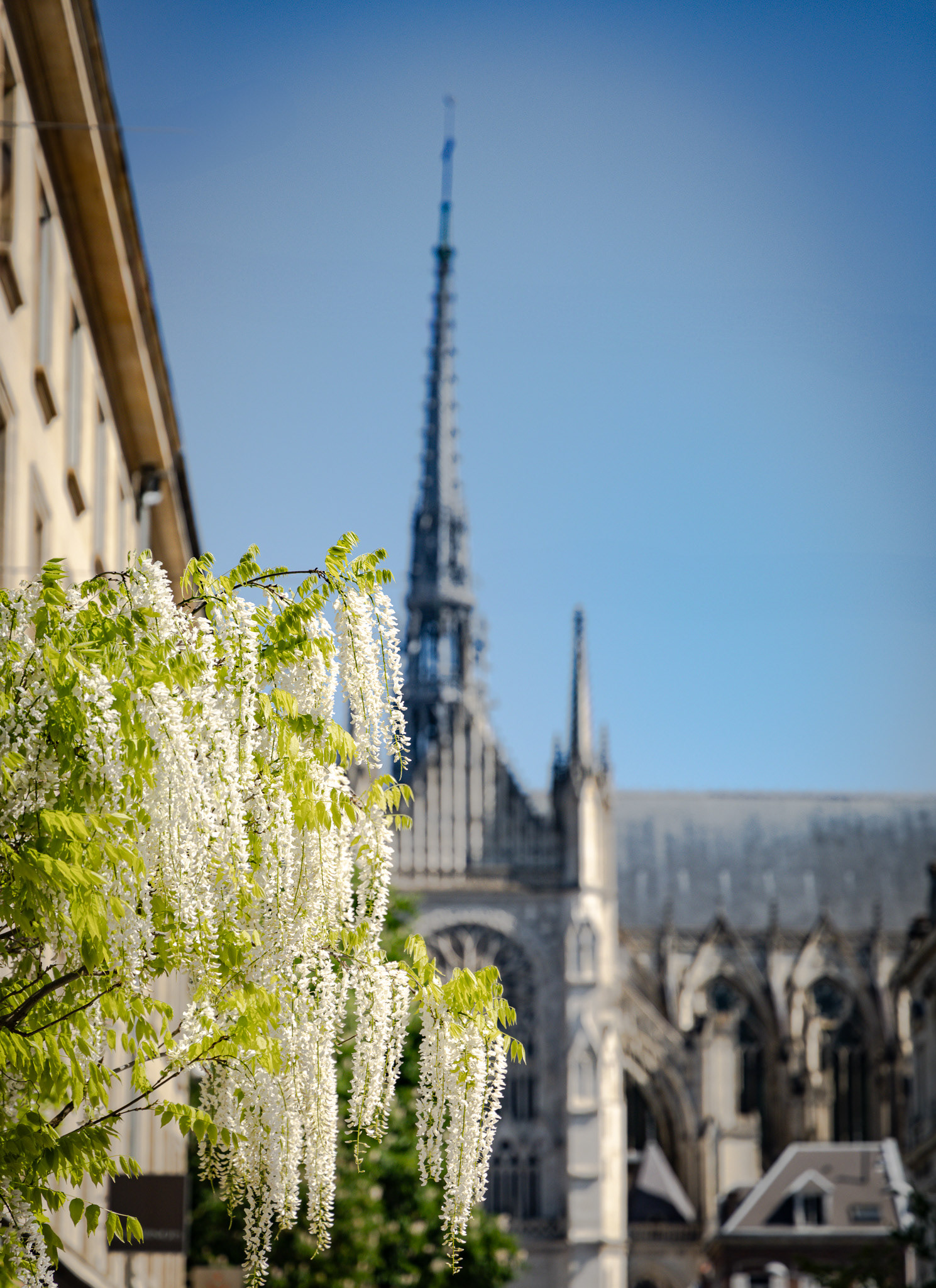 Cathédrale d'Amiens 