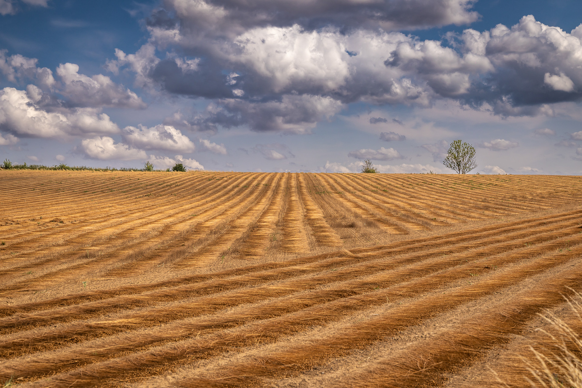 Champ de lin - Aines