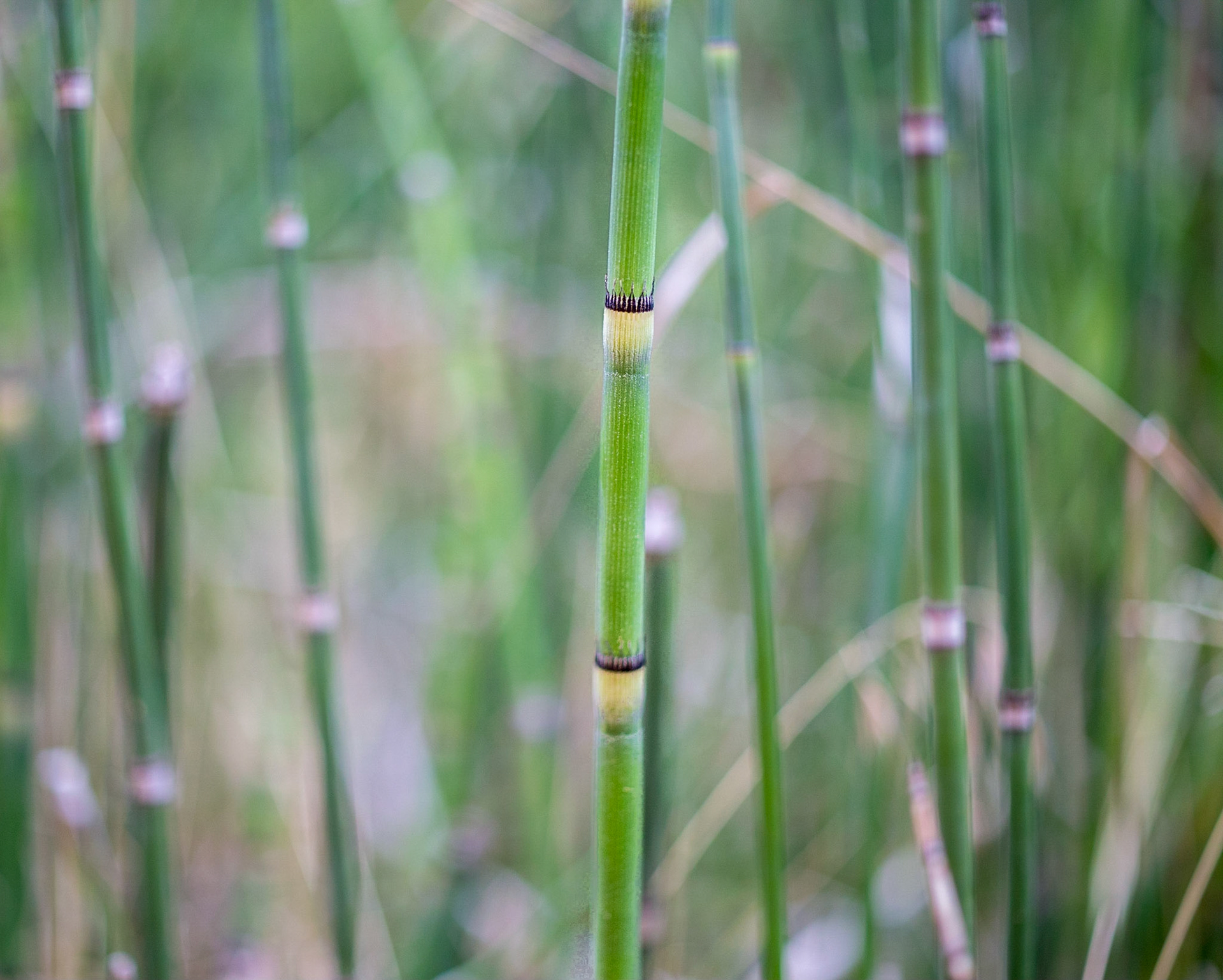 Equisetum Hyemale ...found these growing on a path to a waterfall in Arizona.  It was the first time I had seen them and was #mezmorized