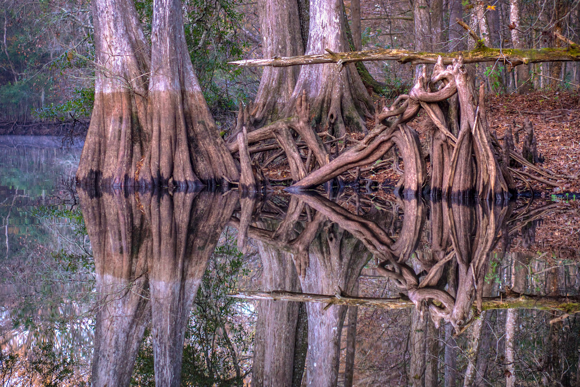 Still dark water reflects cypress roots in Florida. Natures Rorschach test