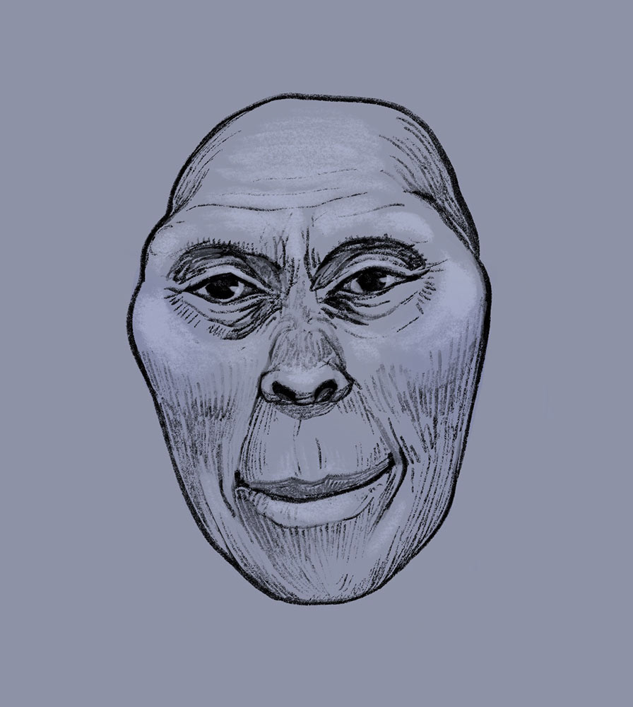 Finalized Australopithecus facial reconstruction based on The Field Museum's collection, digital