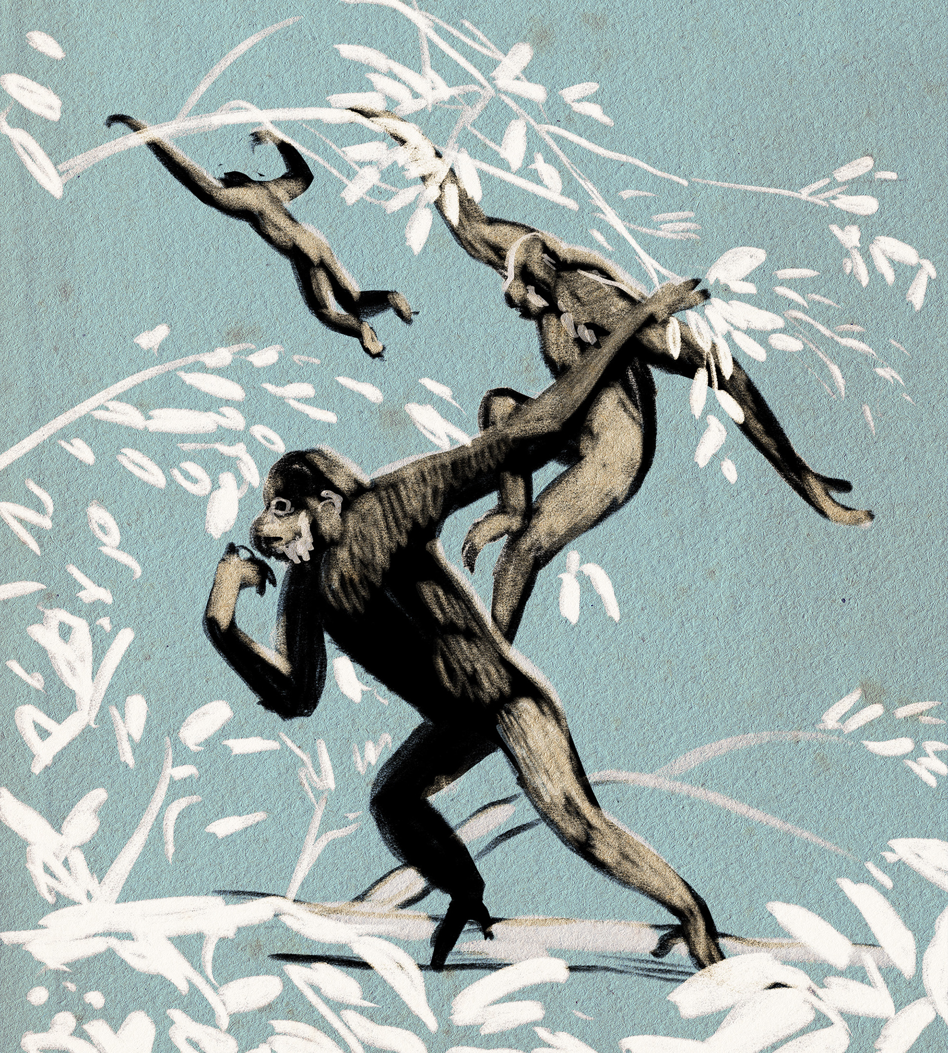spider monkeys study, digital