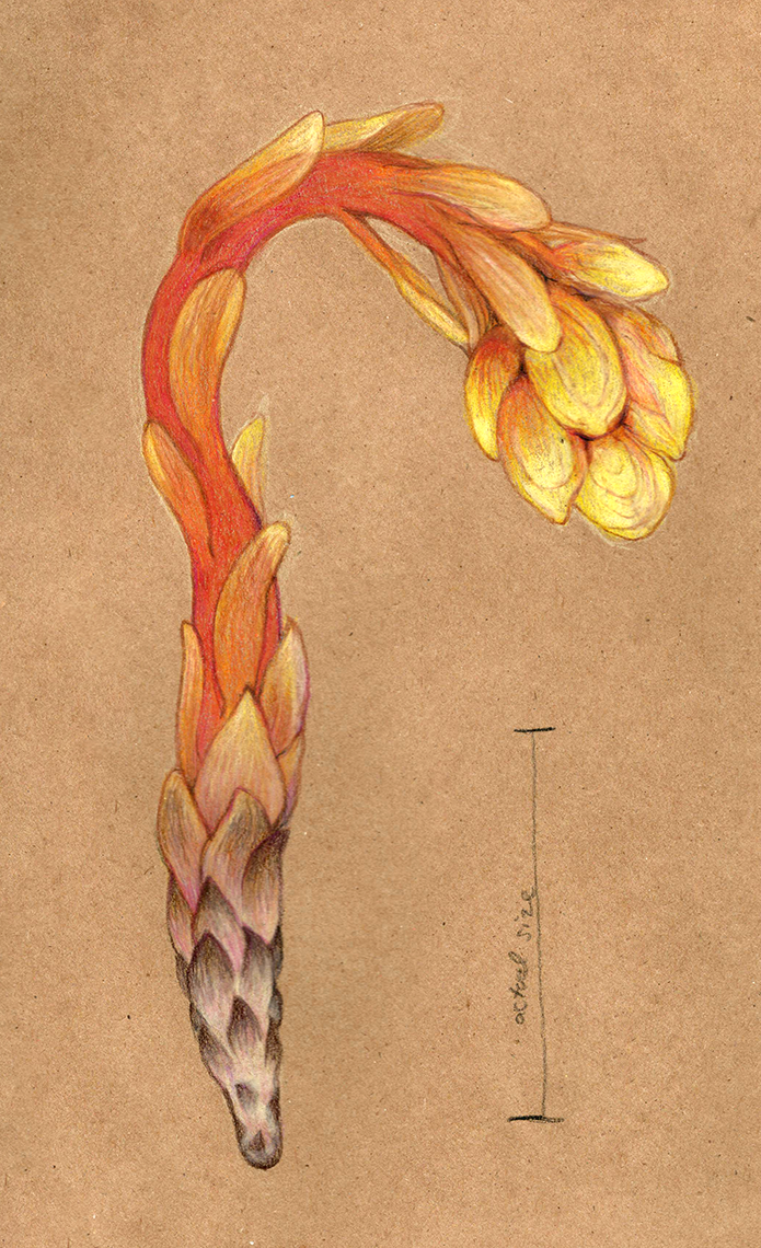 pinesap study, colored pencil