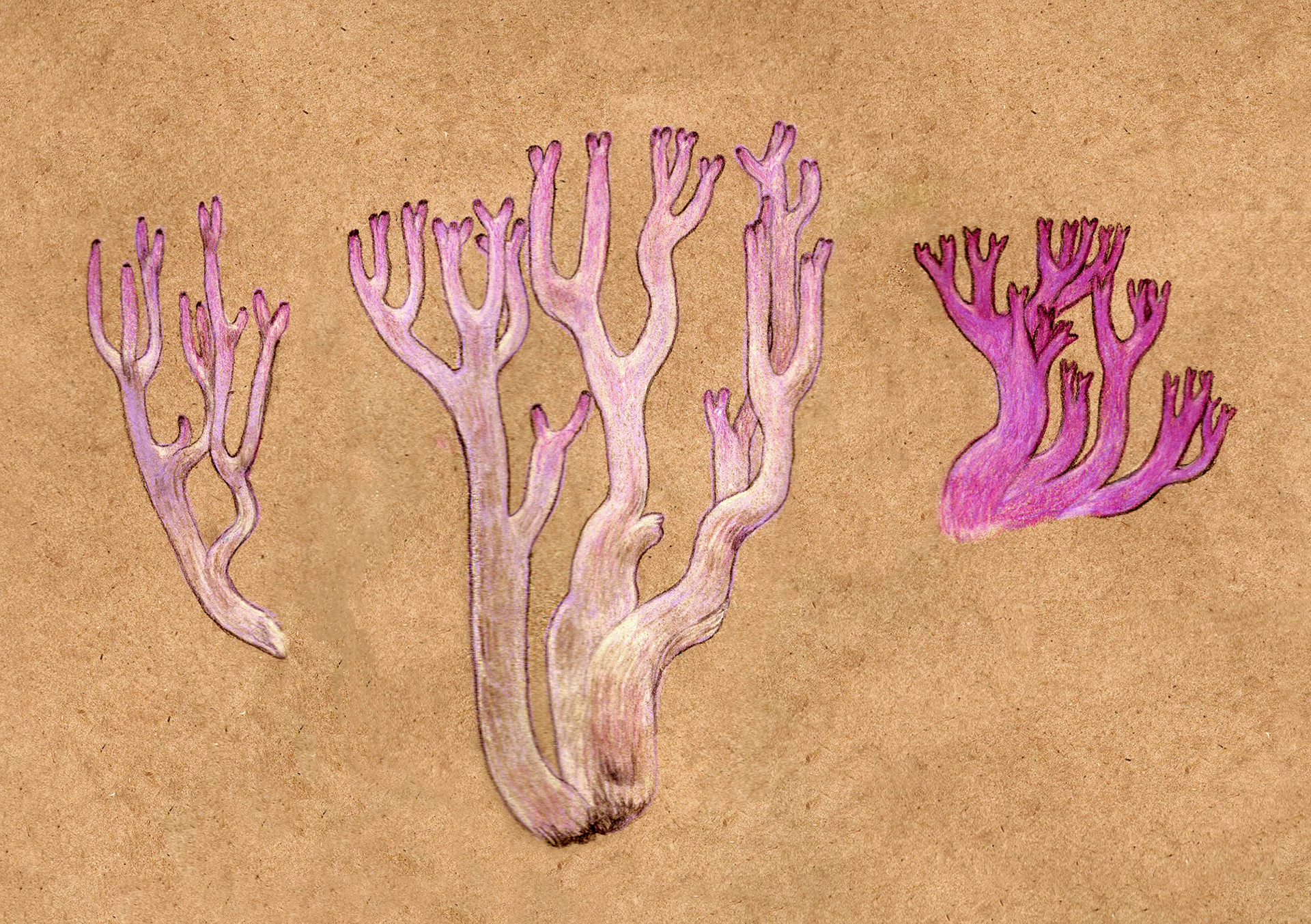 purple coral study, colored pencil