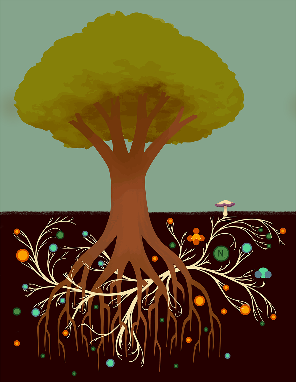illustration I created to explain mycorrhizal relationships for The Brain Scoop's video about mushrooms, digital