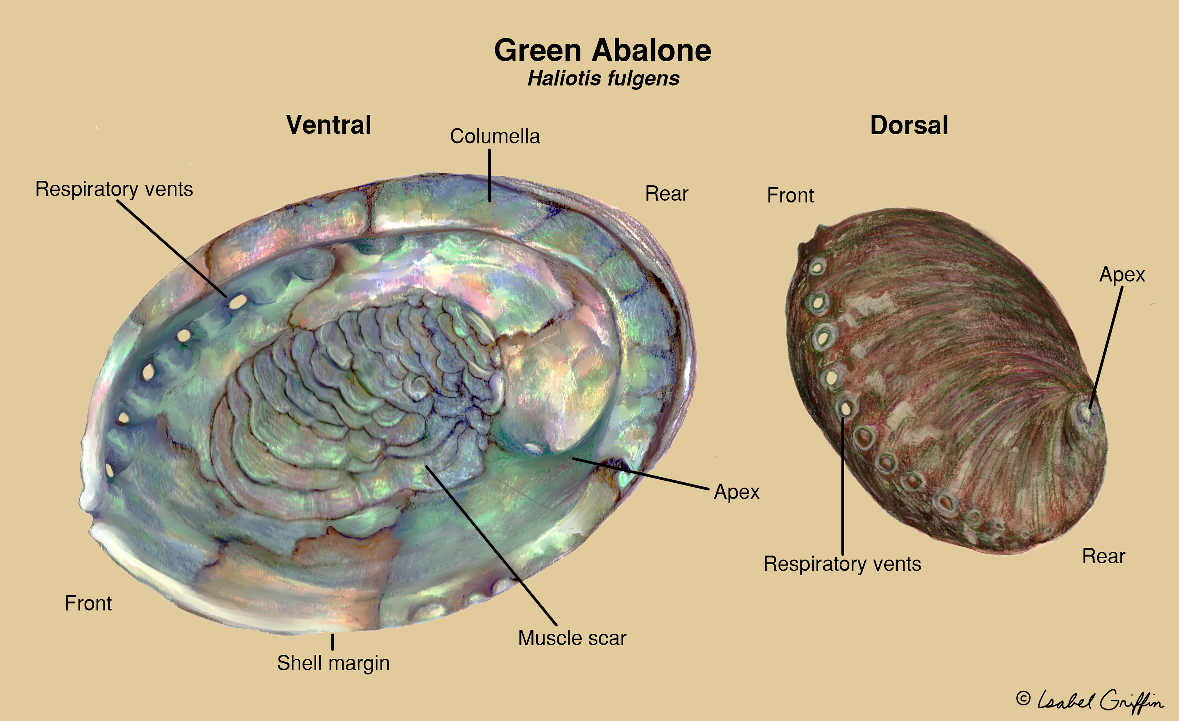 green abalone shell study, water color, colored pencil, edited digitally