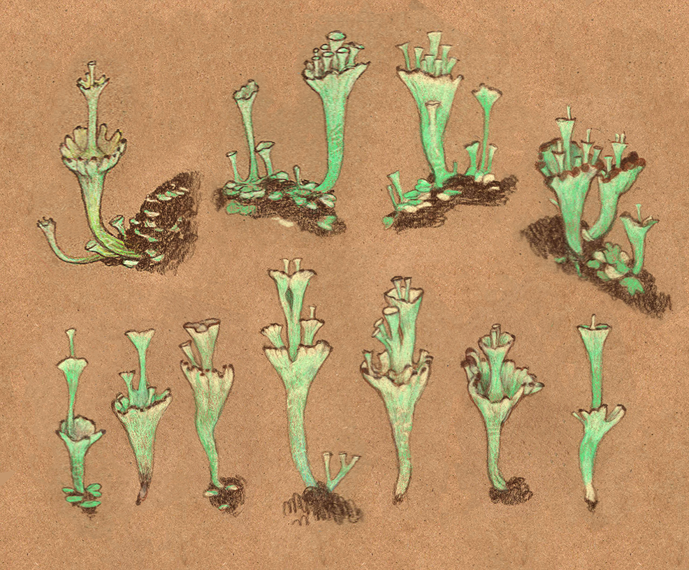 lichen fruiting bodies study, colored pencil