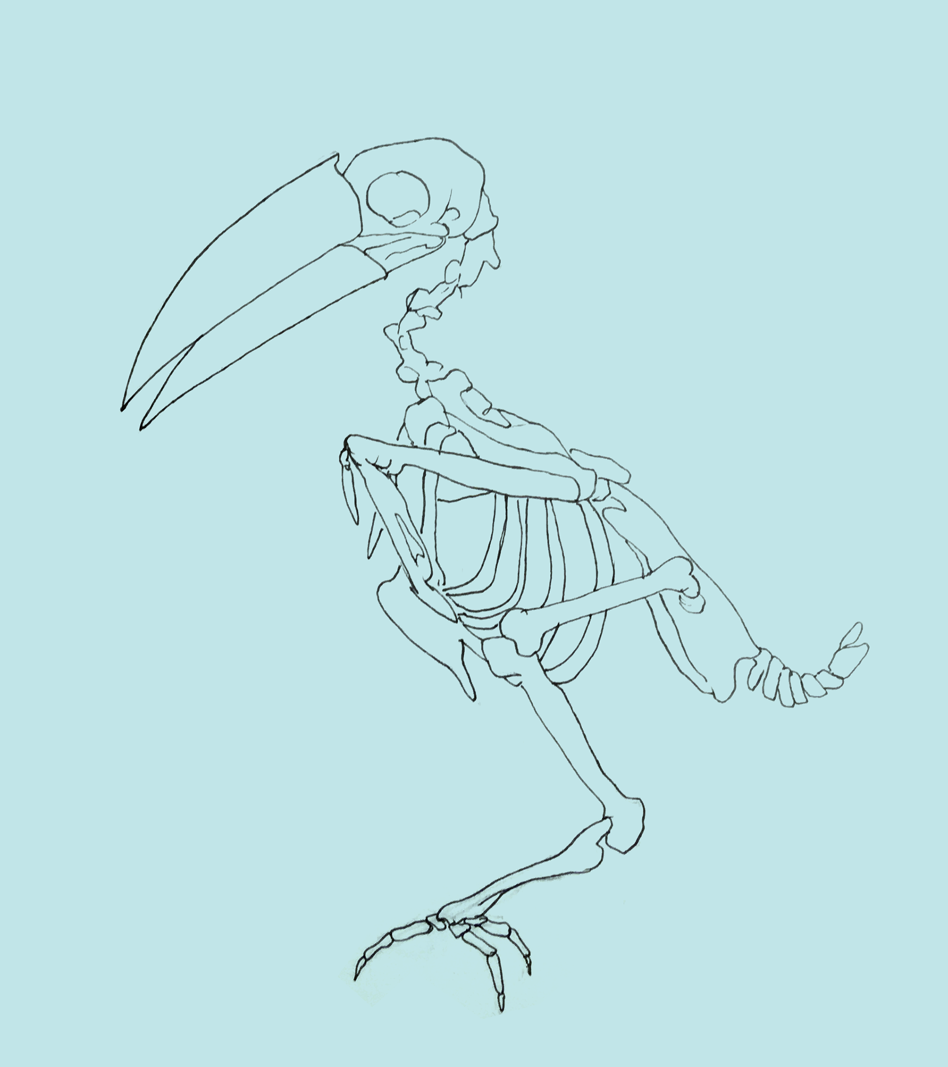 white-throated toucan skeletal study based on The Field Museum's collection, ink on paper