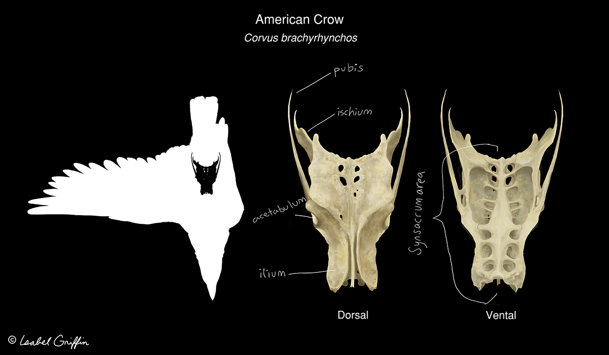 crow pelvis study, digital