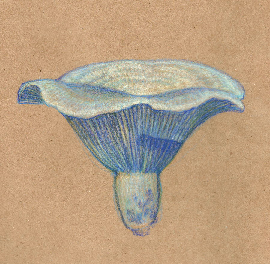 study of an Indigo Milky found in the woods, colored pencil