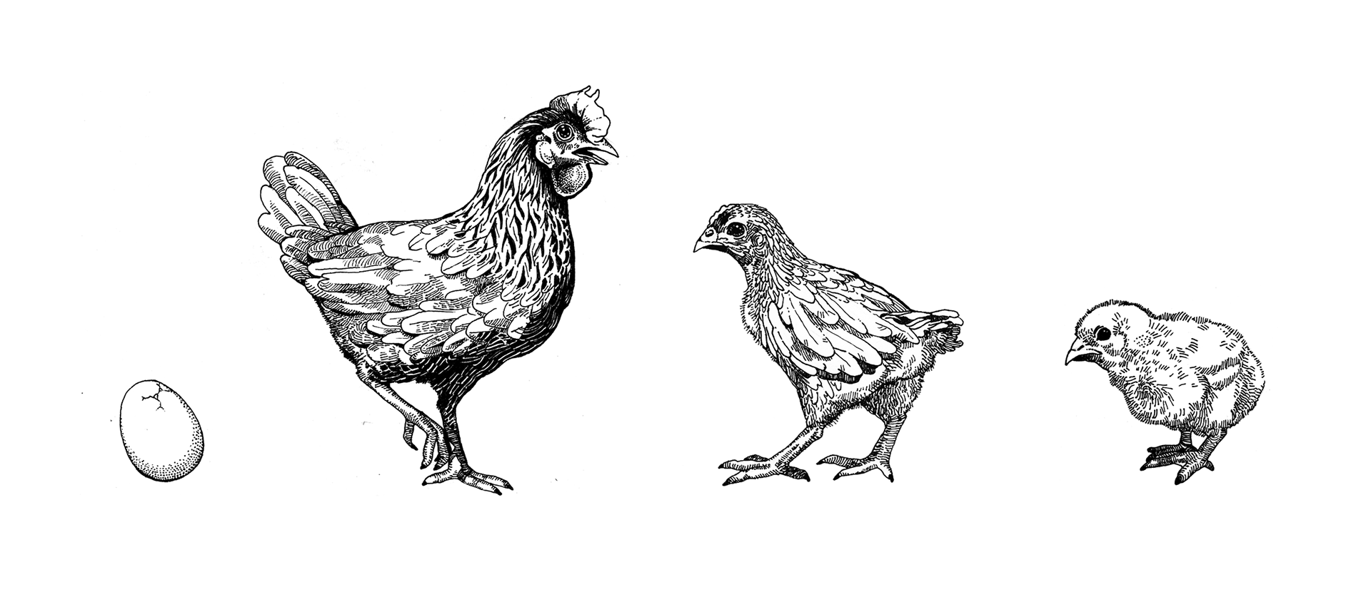 eggs have been around for hundreds of millions of years. chickens have not, ink on paper