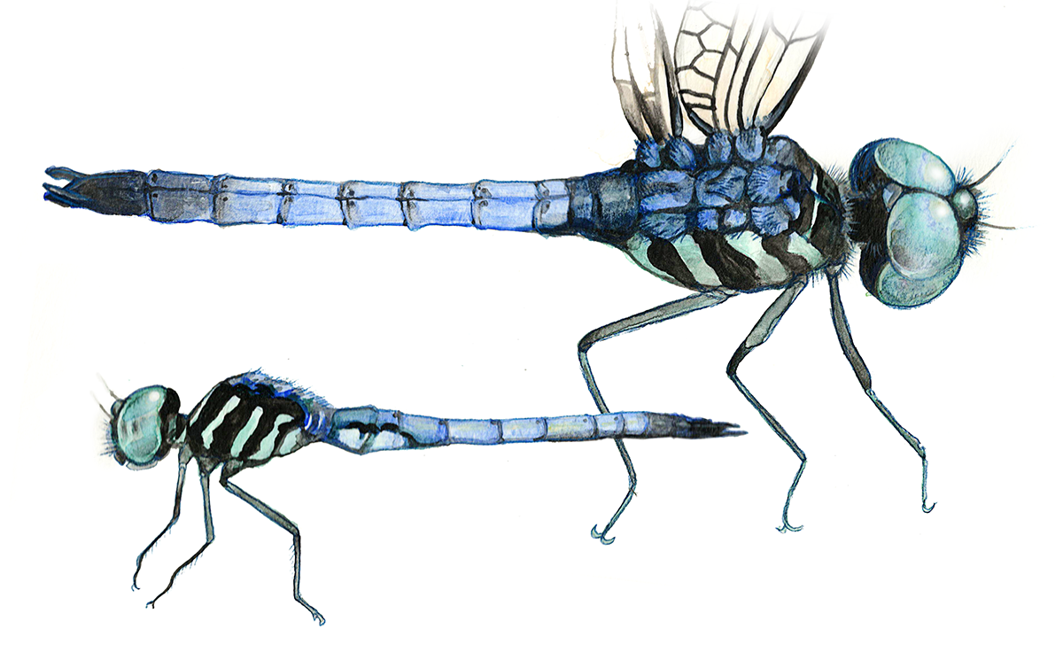 dragonfly studies, watercolor and colored pencil on paper