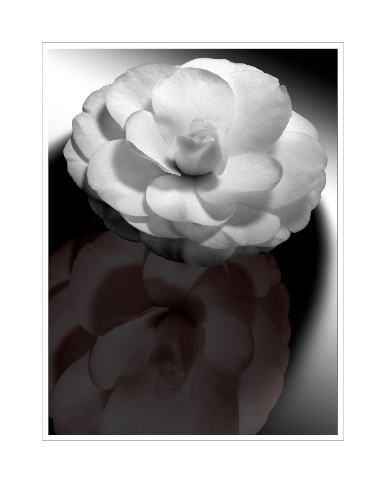 Camilia Reflected