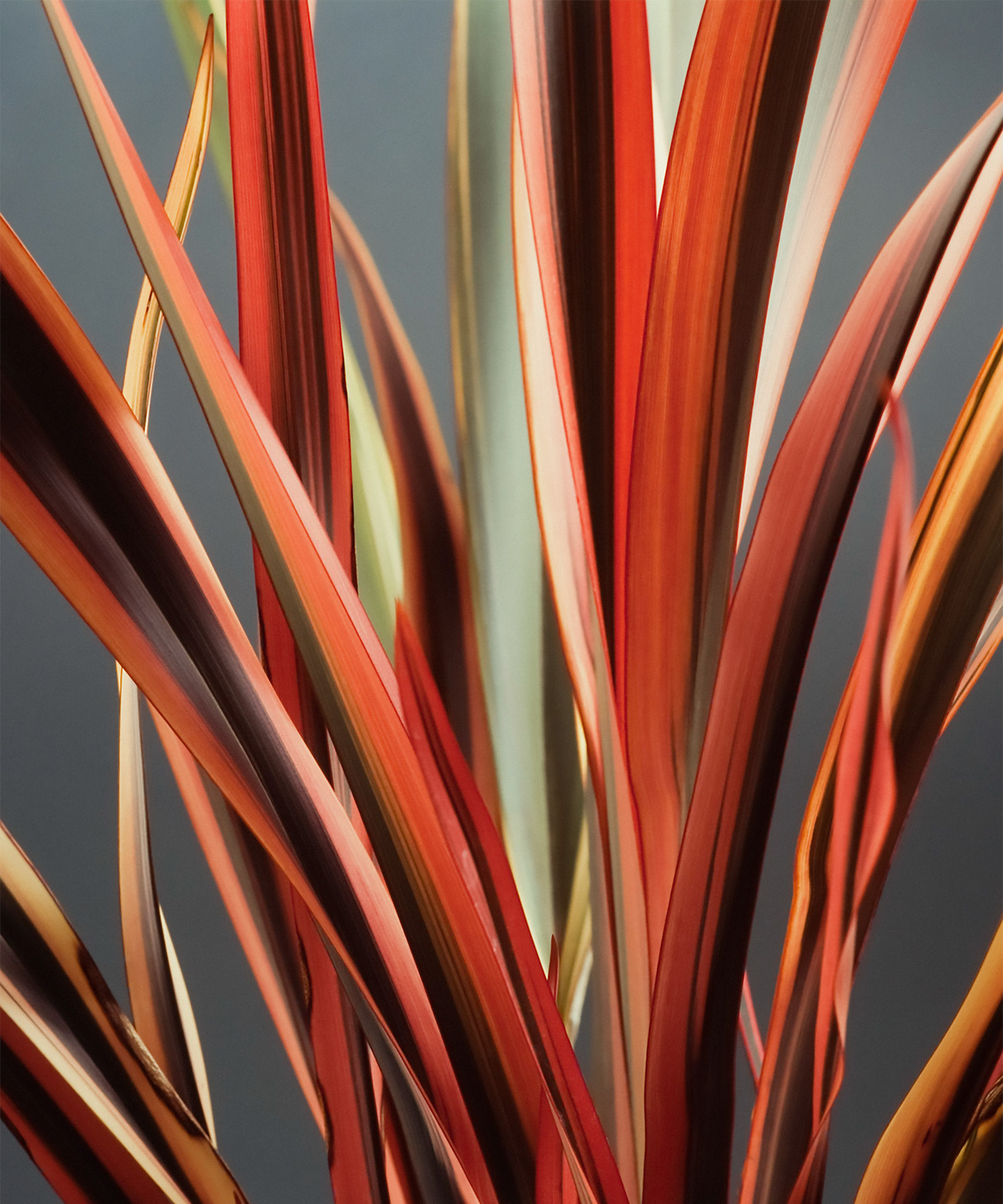 Sun Burned Tall Grass
