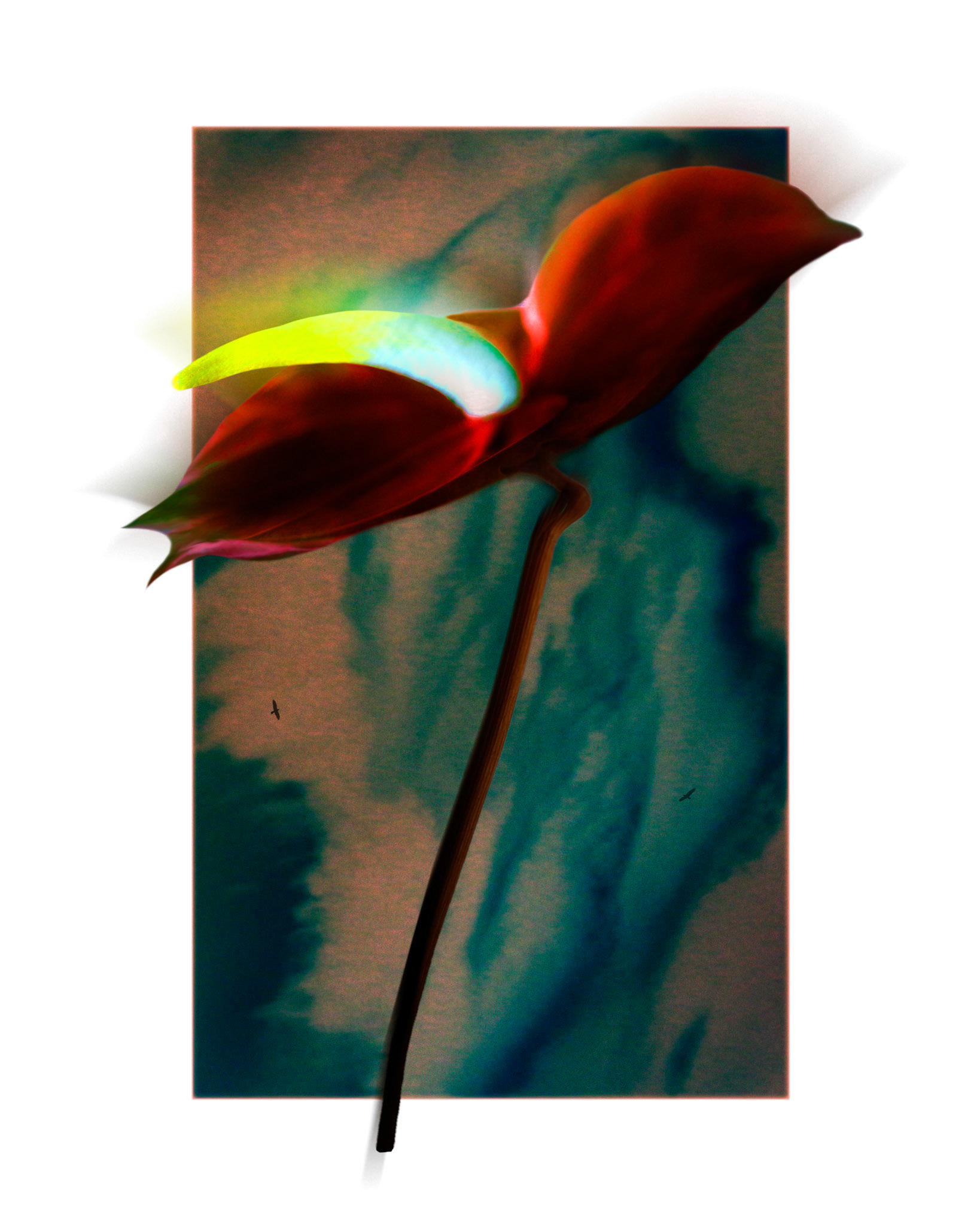 Anthurium Mist