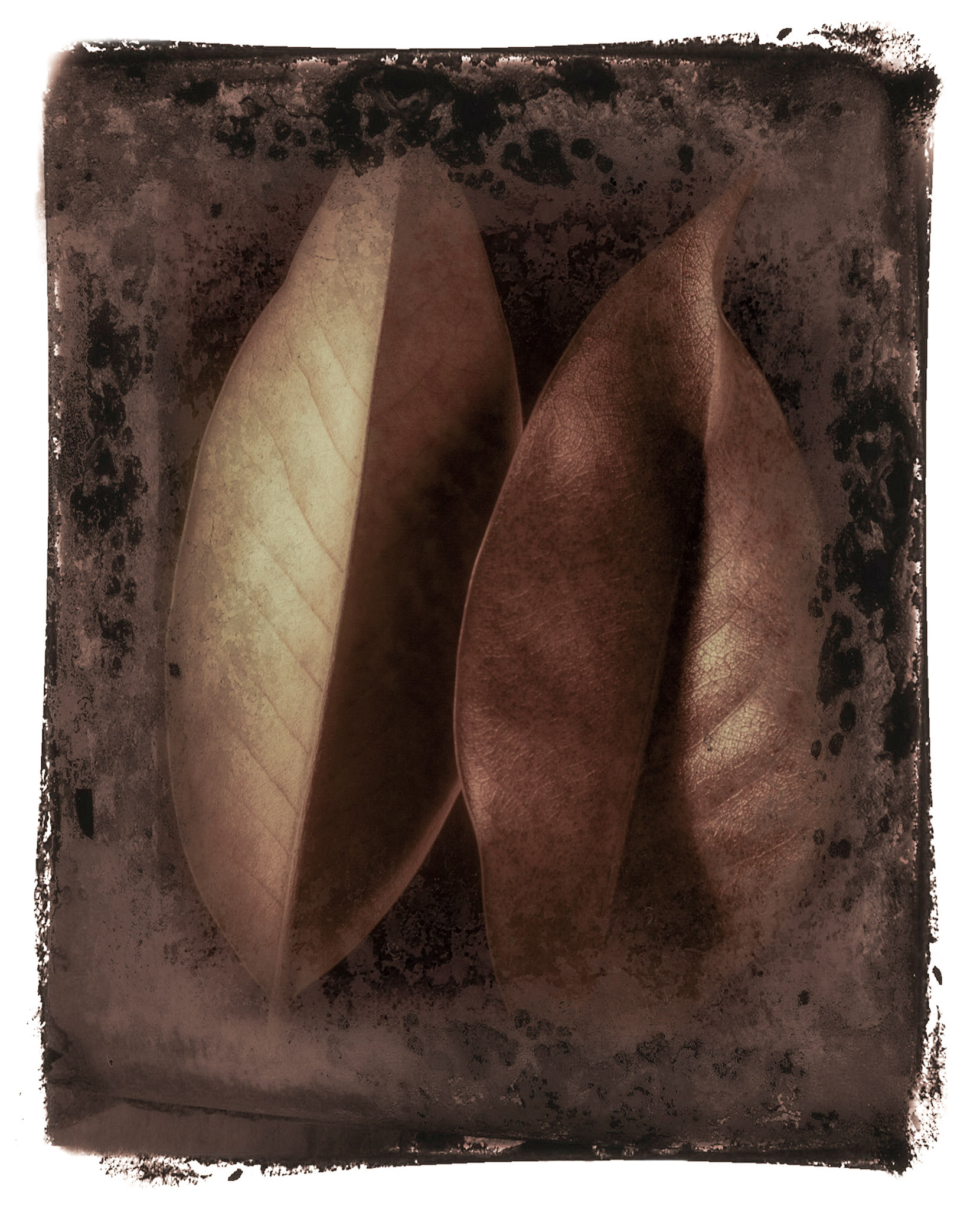 Two Magnolia Leaves