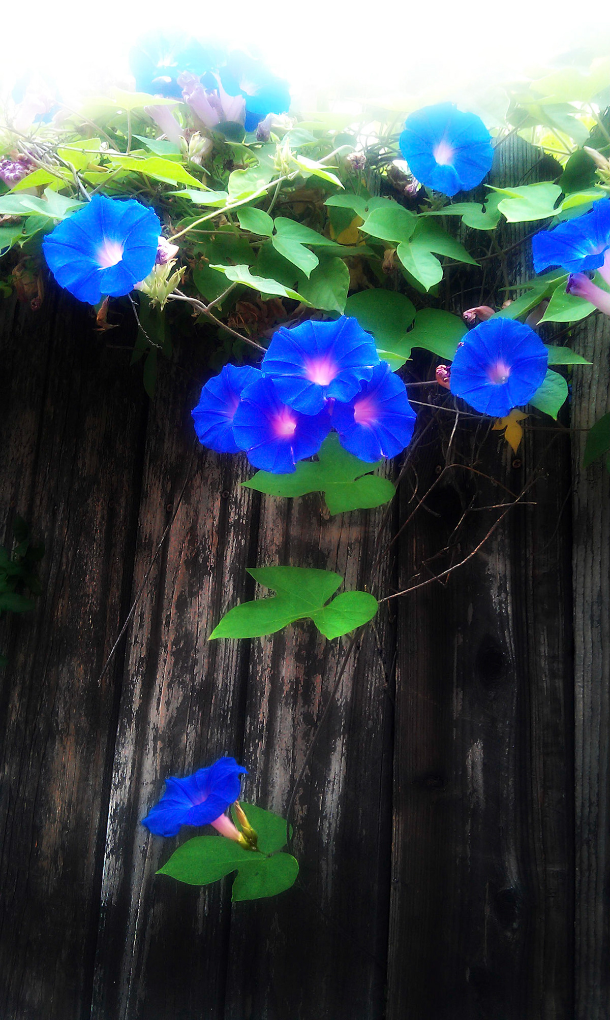 Morning Glorys