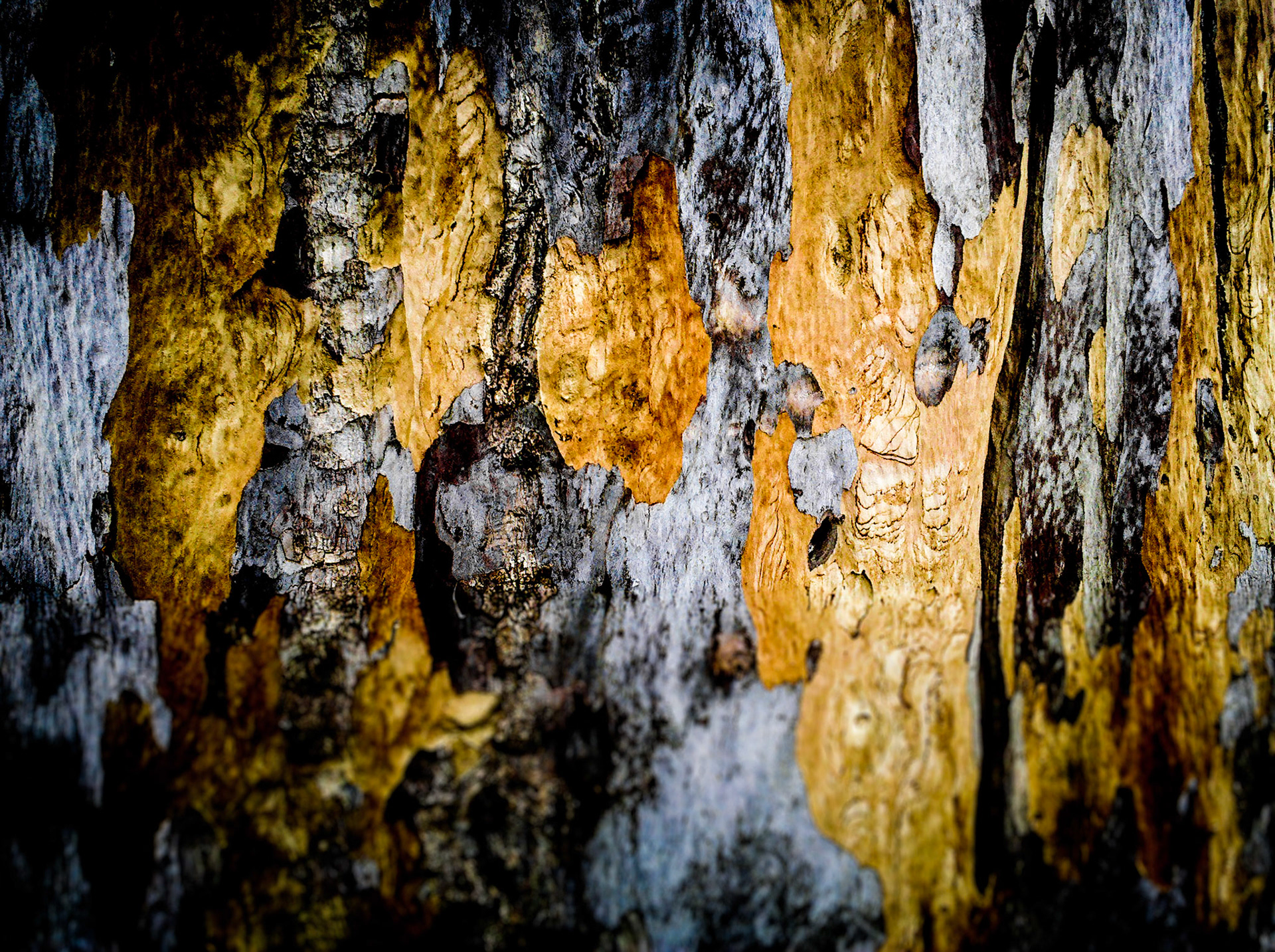 Bark Abstract