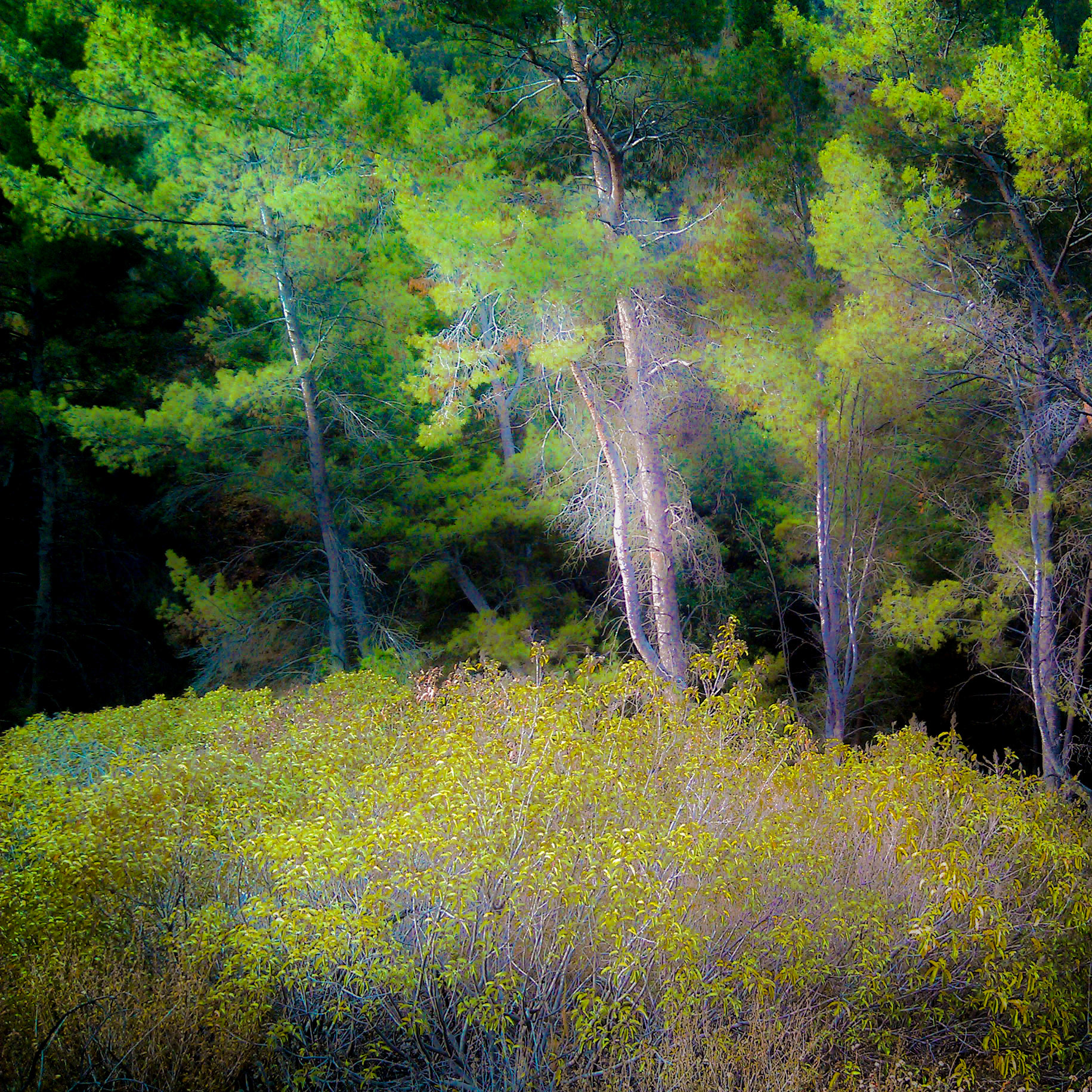 Morning Light