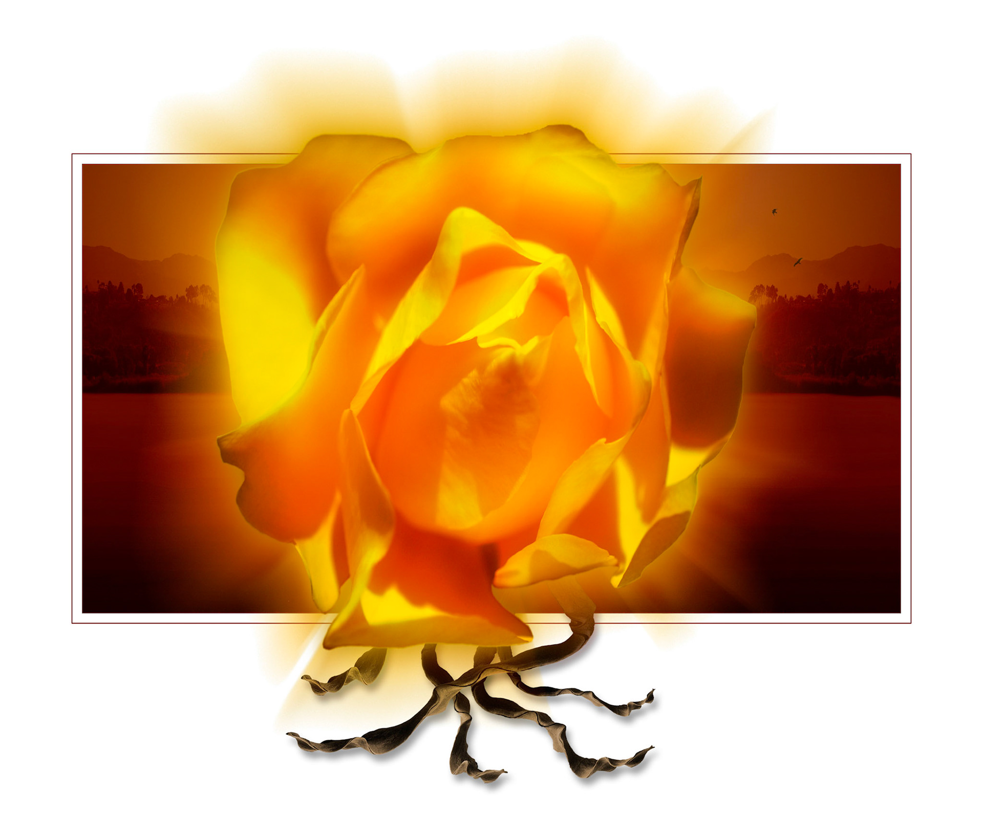 May Rose