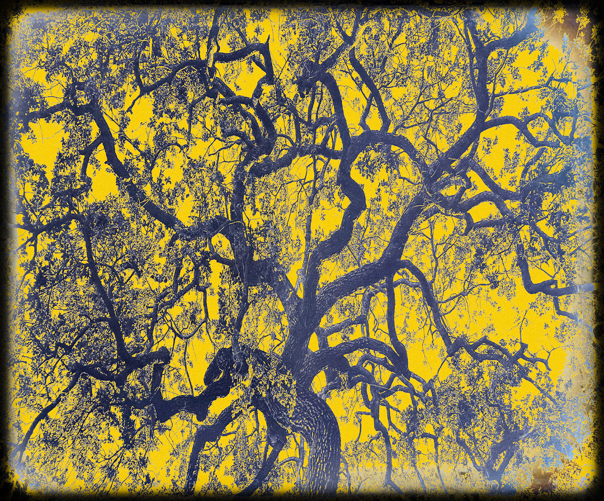 Old Oak
