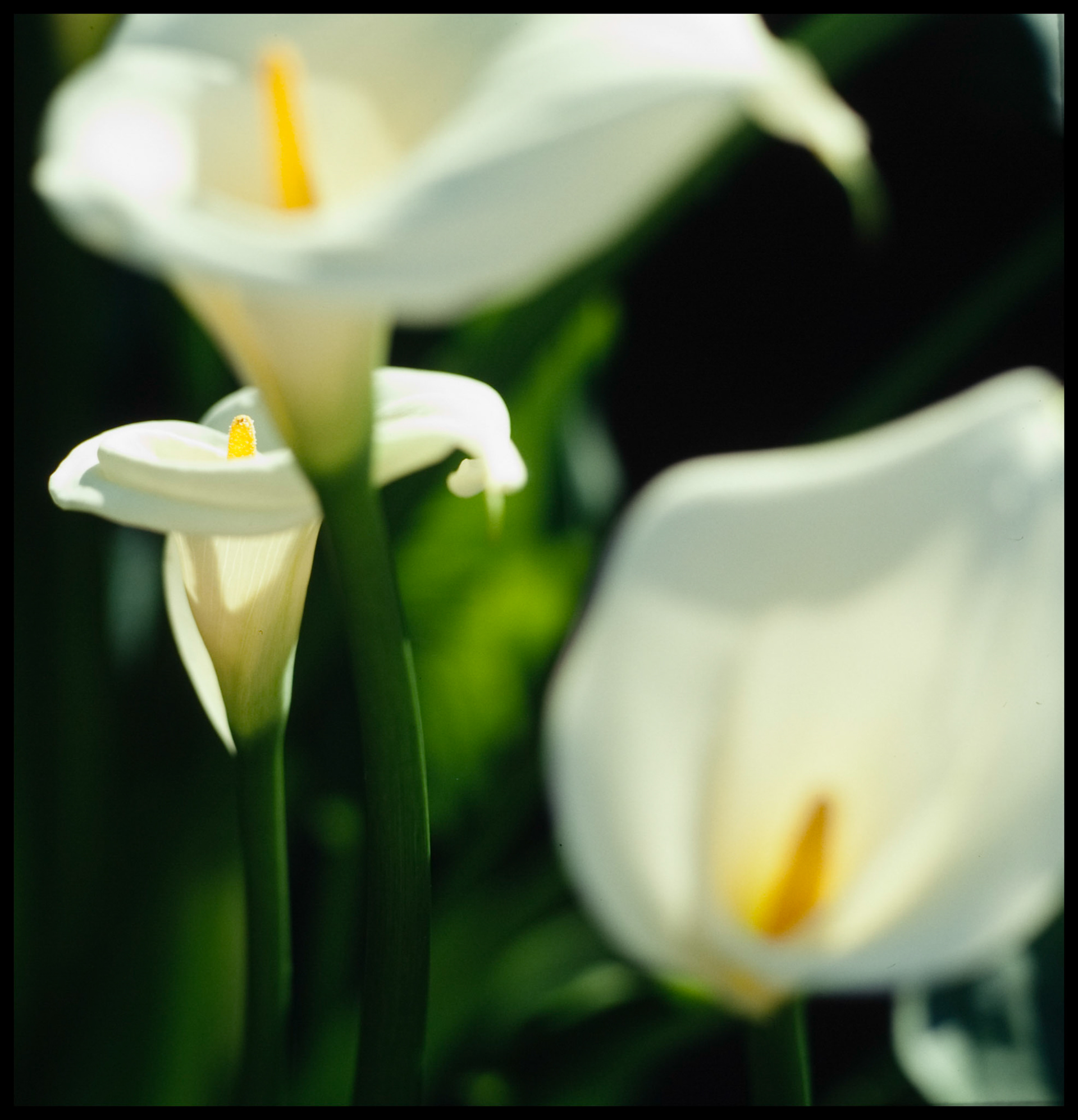 Calla v1