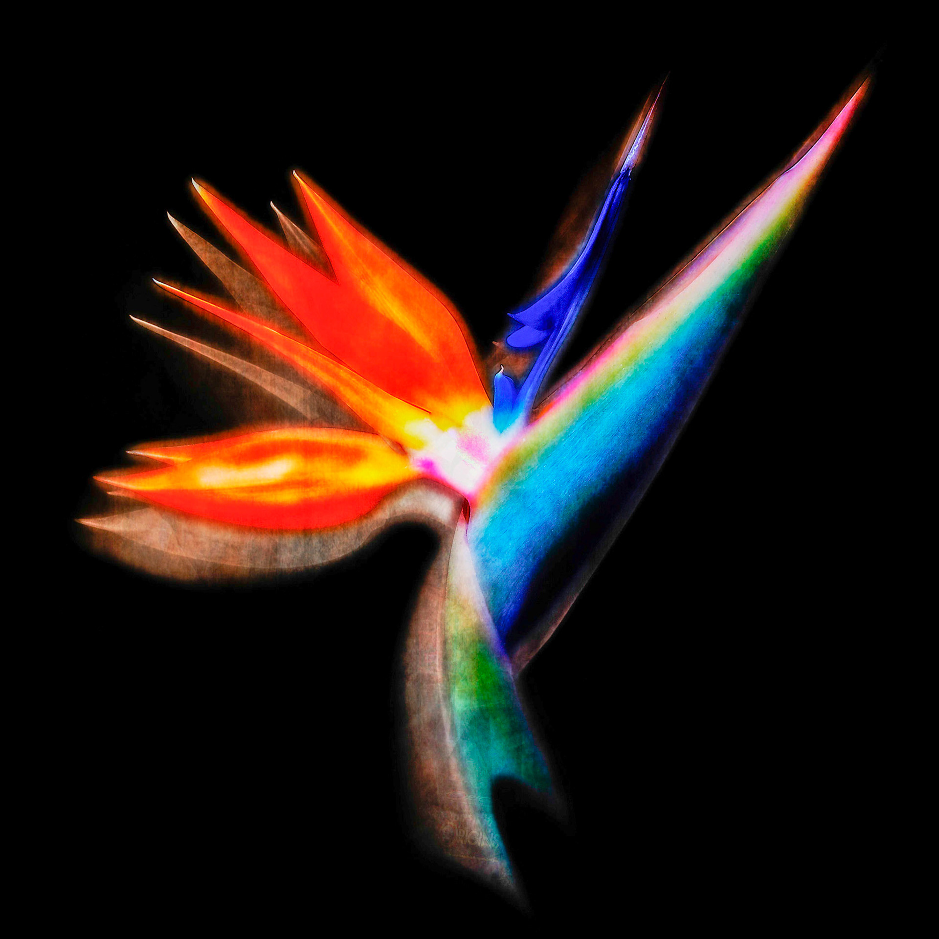 Bird v7