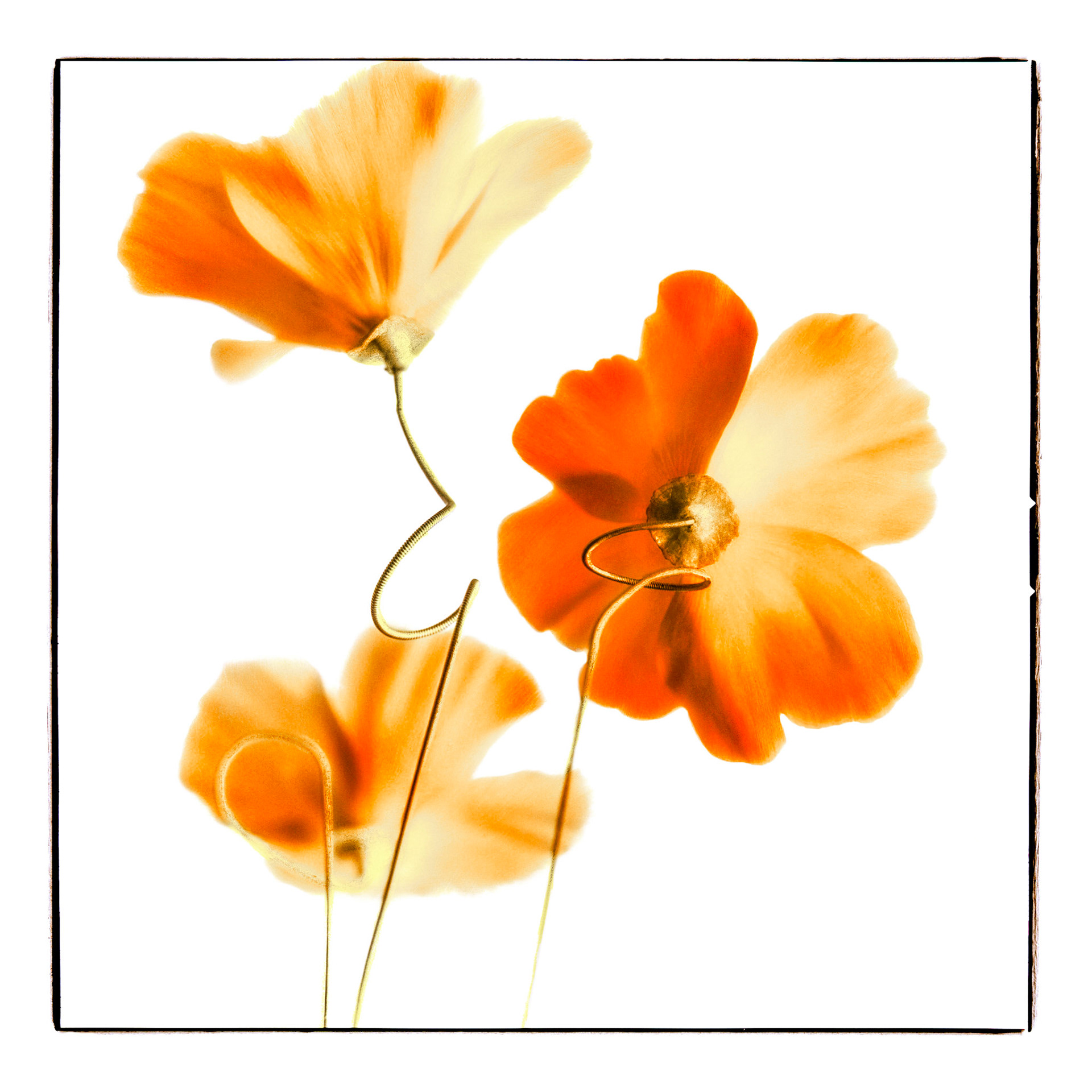 Wired Poppies