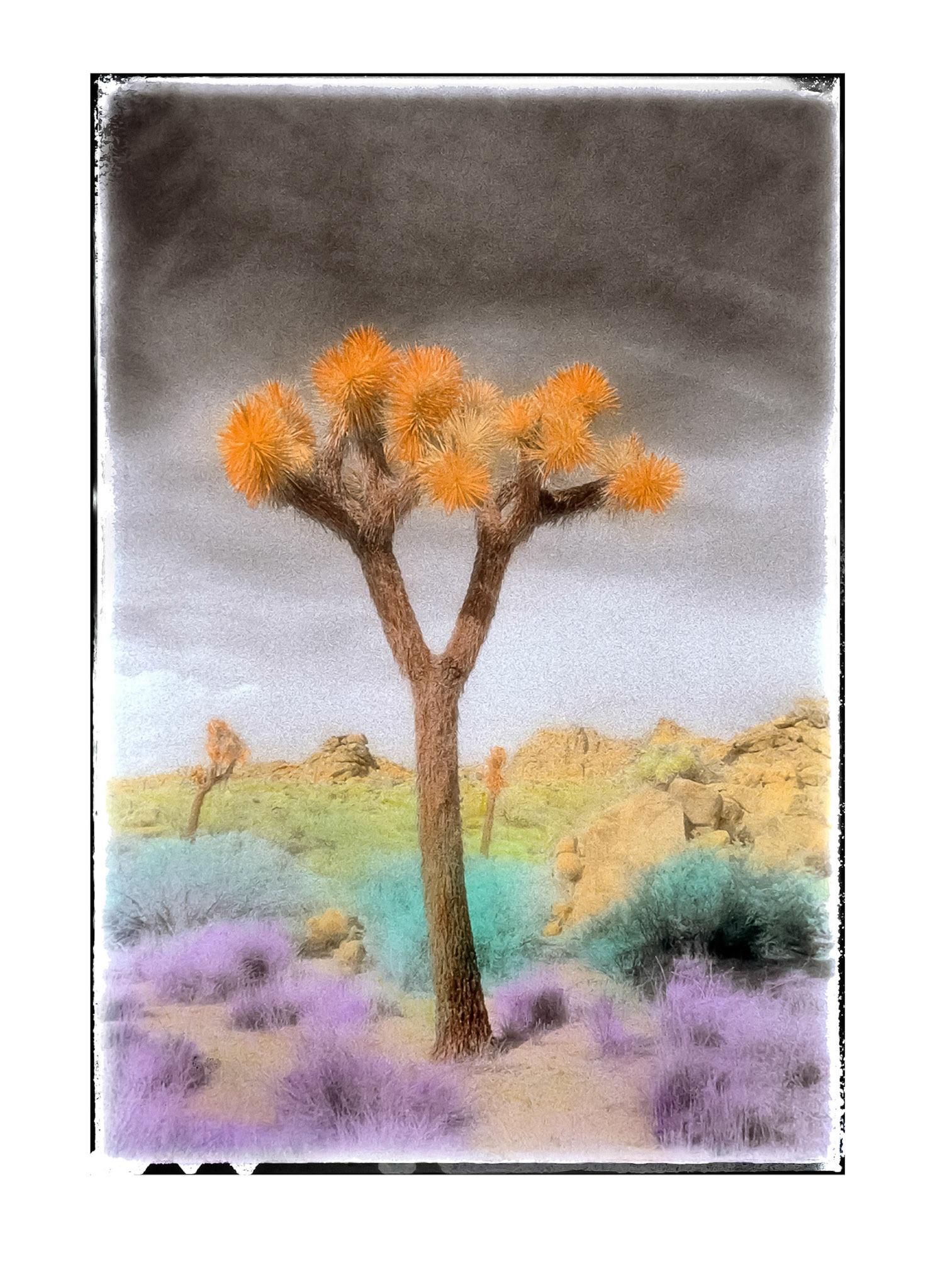 Joshua Tree in Colored Pencils