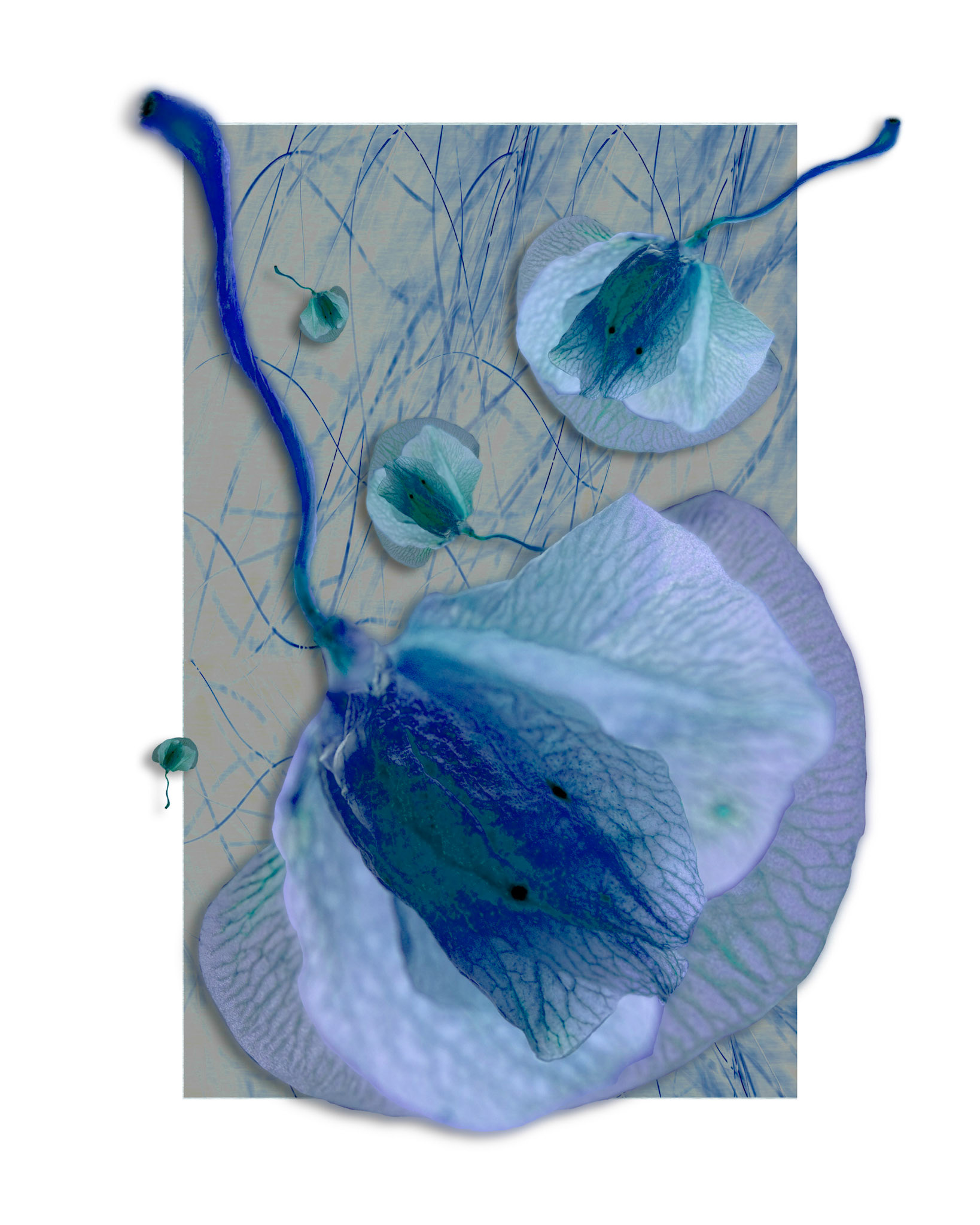 Seed v2