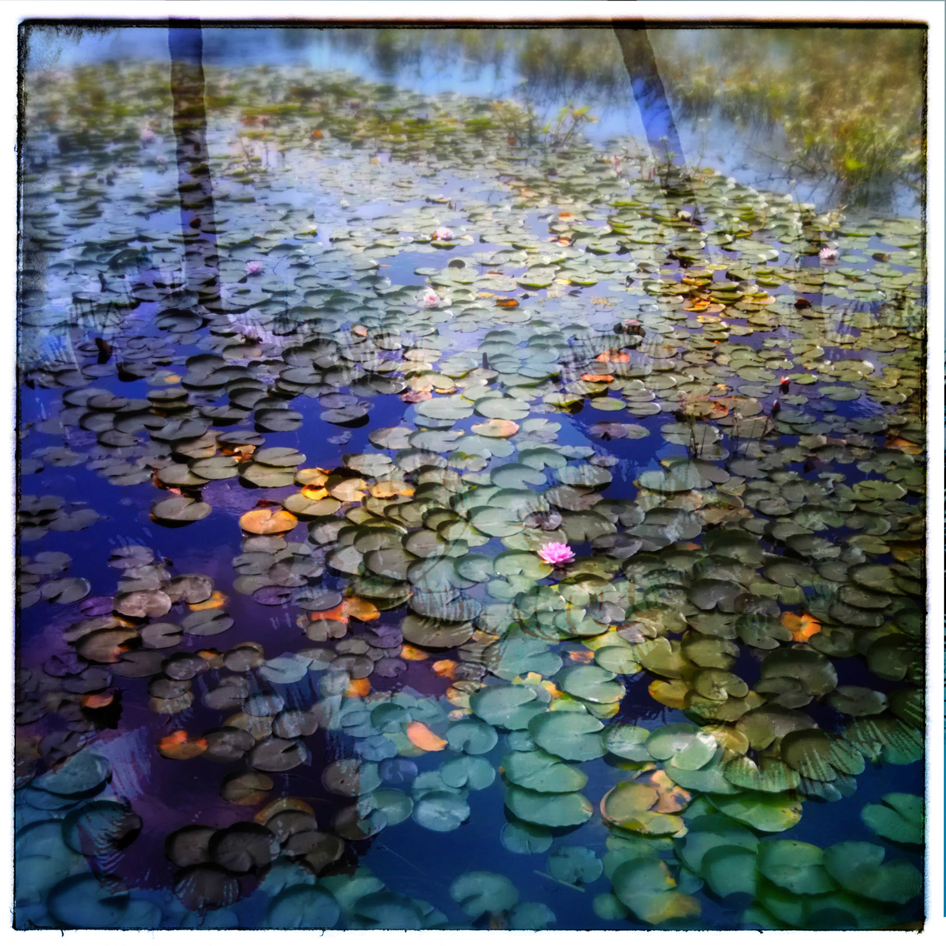Water Garden #22