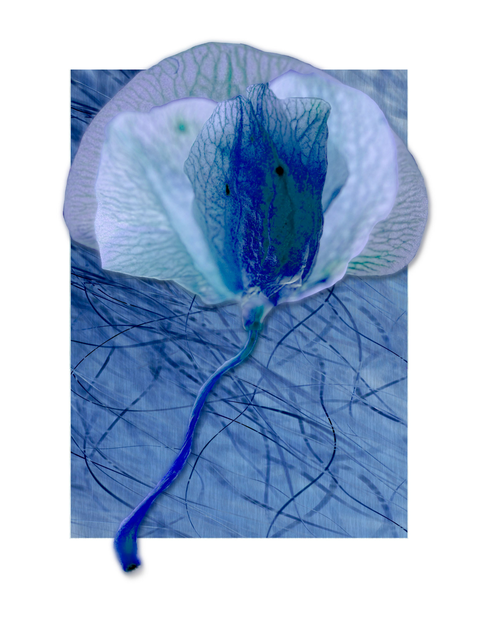 Seed v1