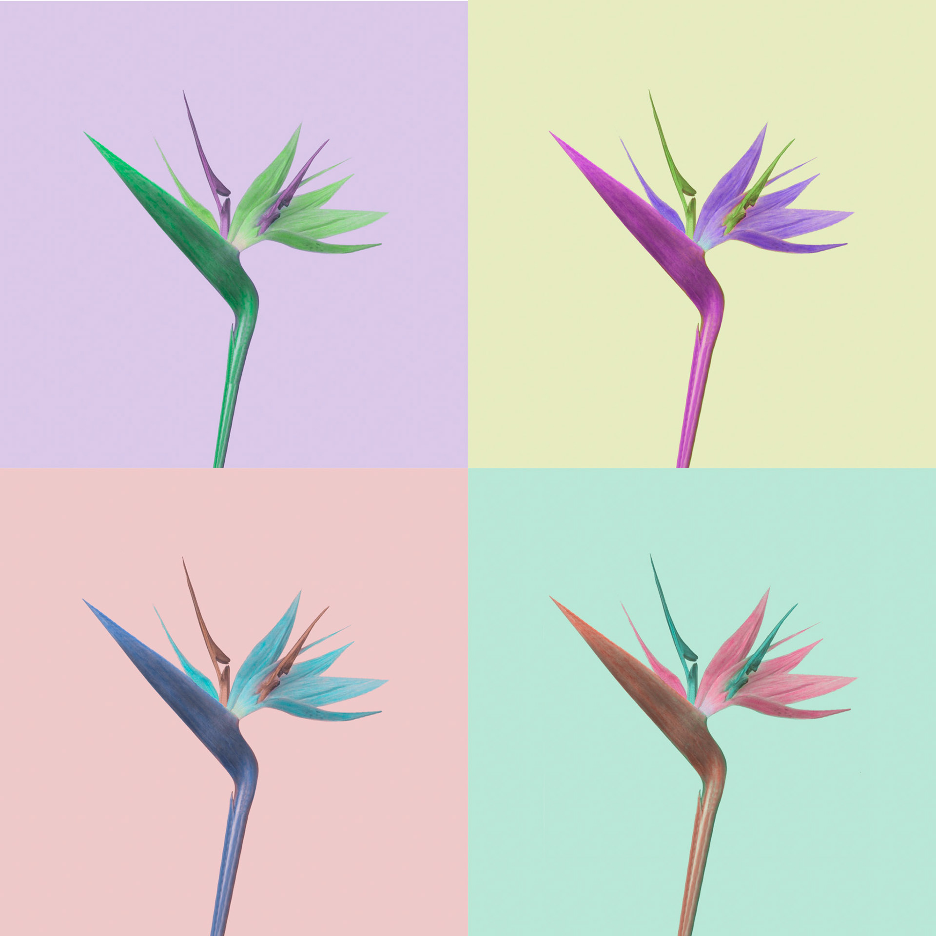 Four Birds in Paradise