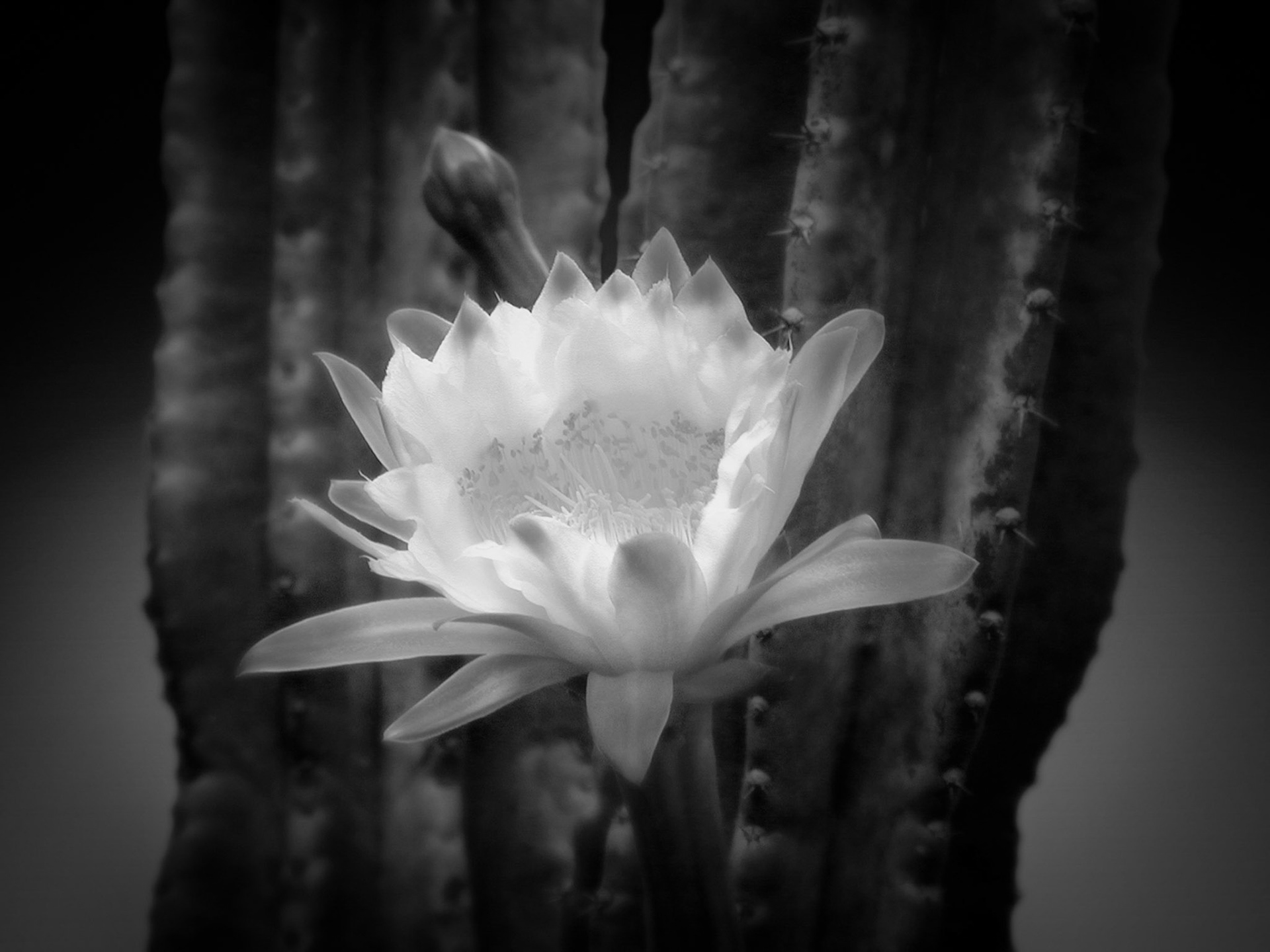 Cactus Flower