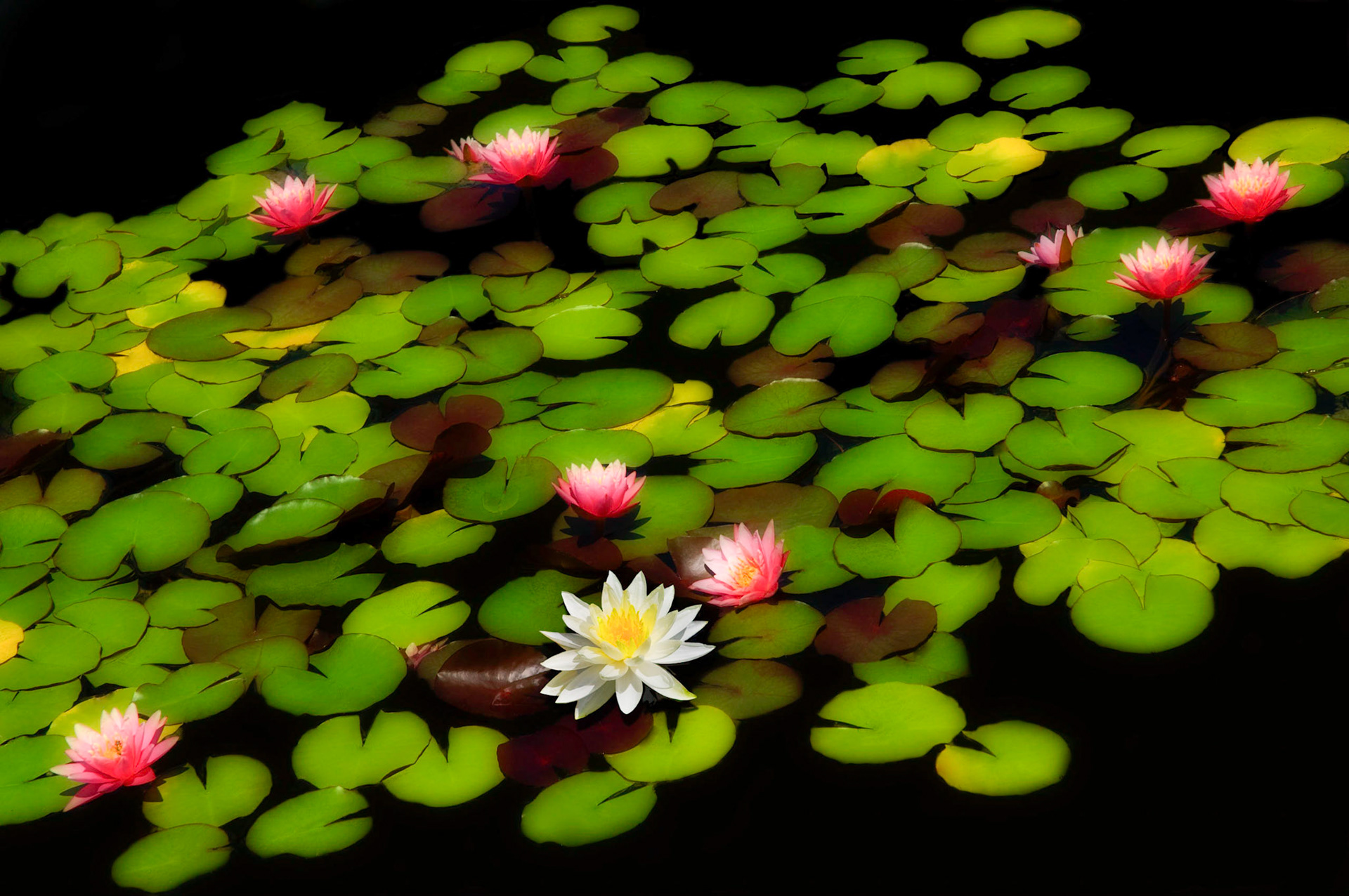 Water Garden v3