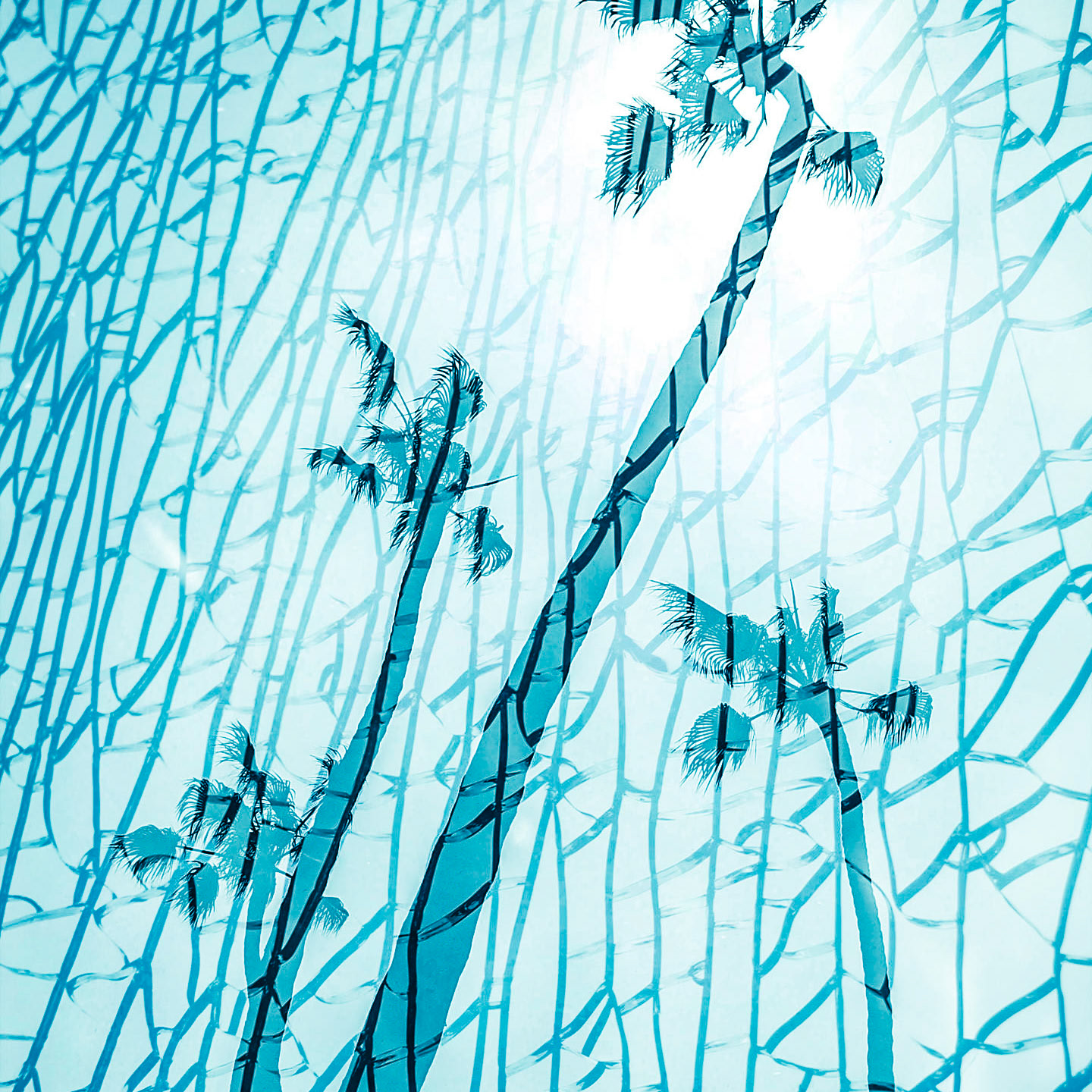 Palm Experimental #1