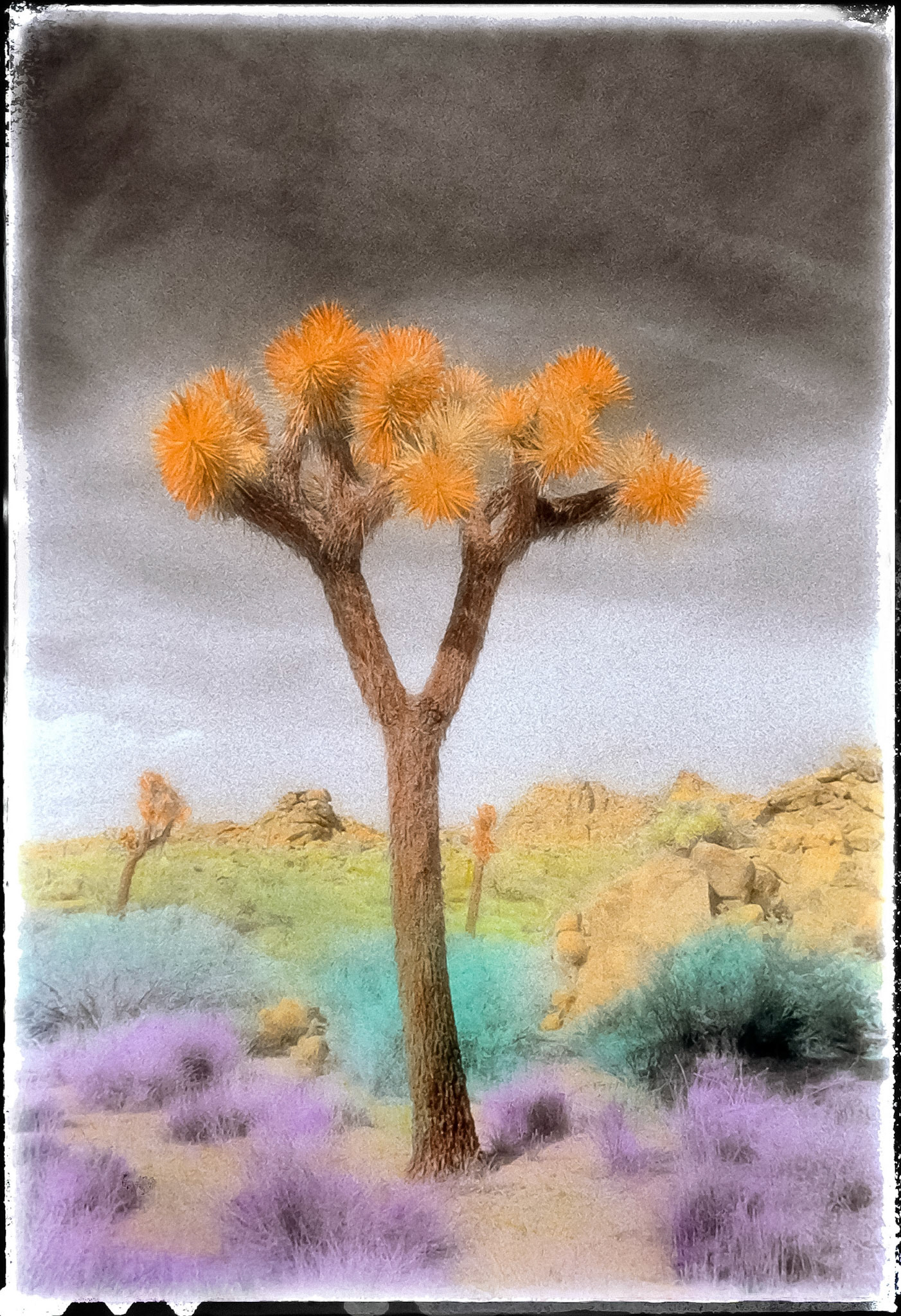 Joshua Tree