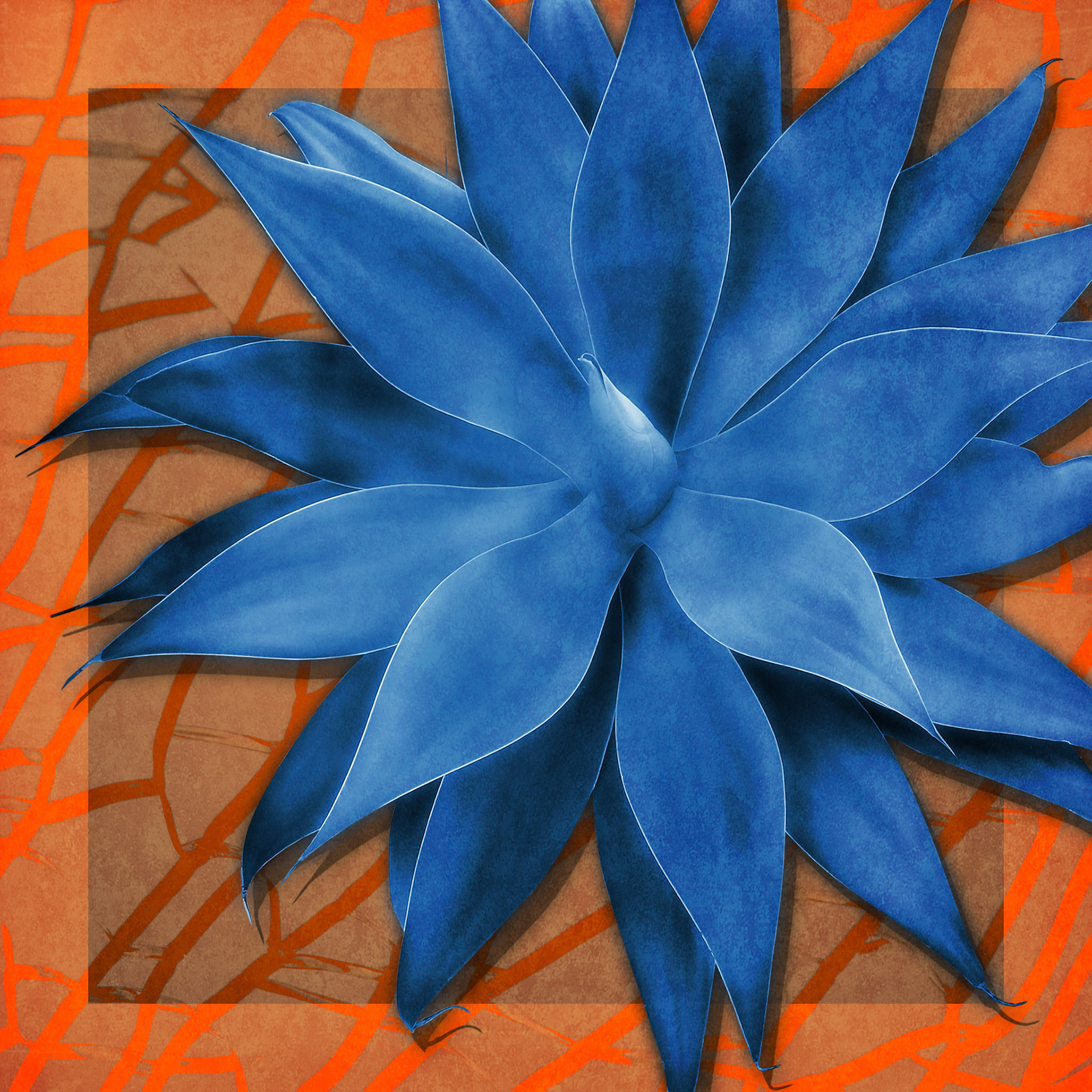 Blue Agave