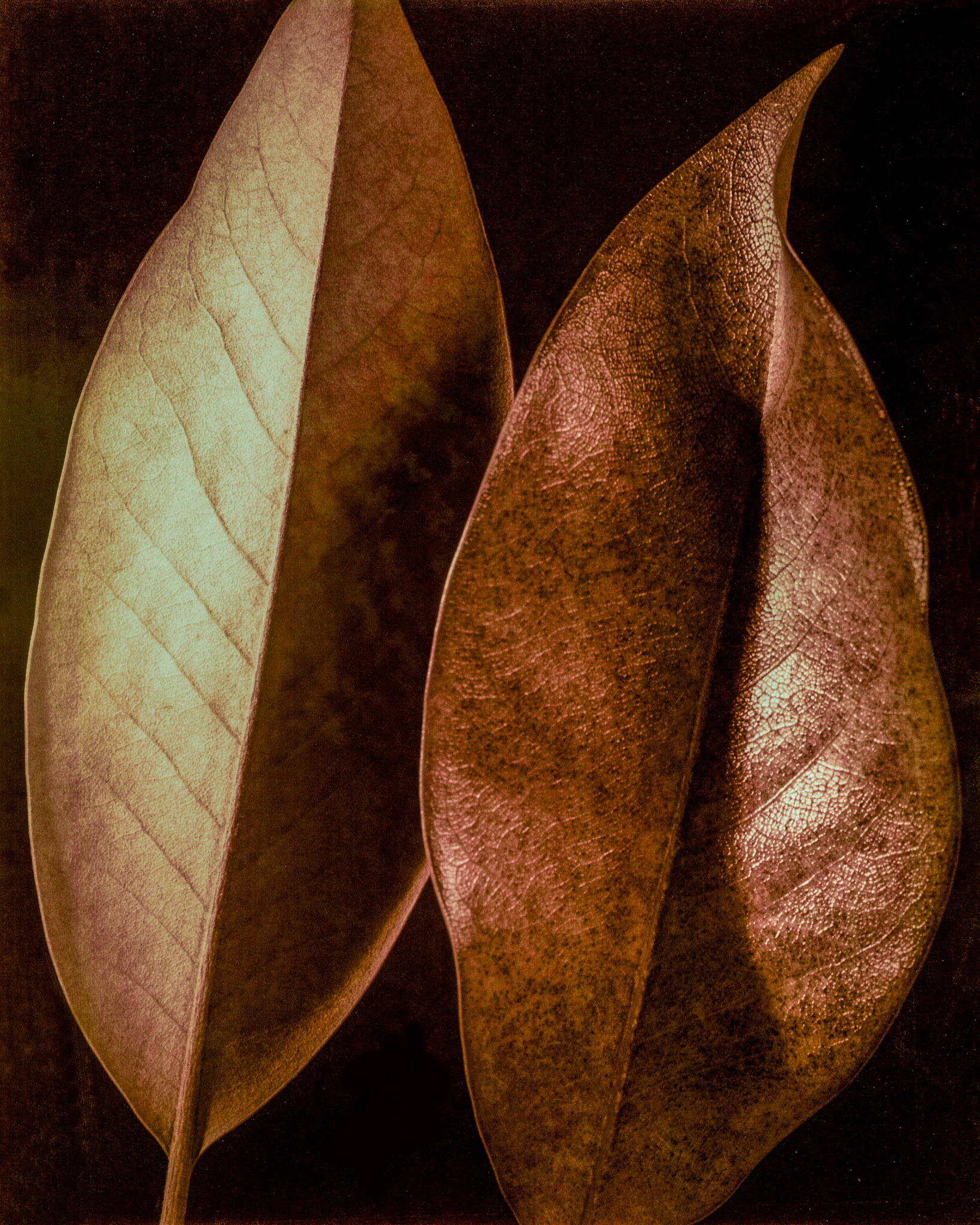 Two Magnolia Leaves
