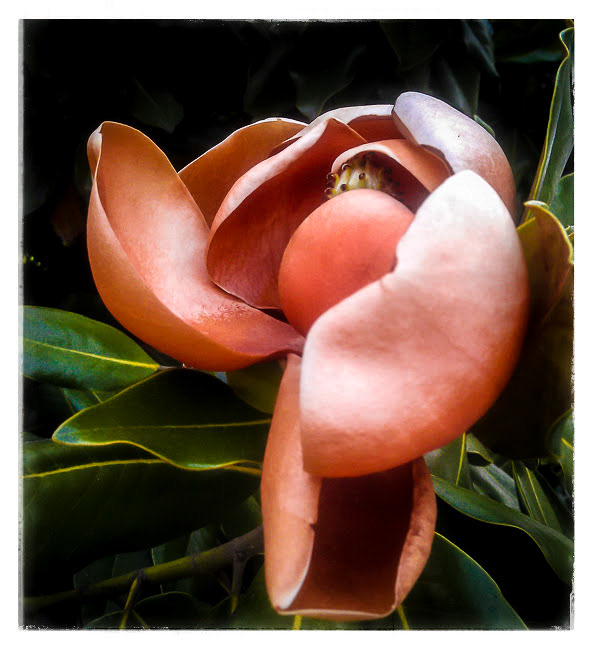 Magnolia Flower v1